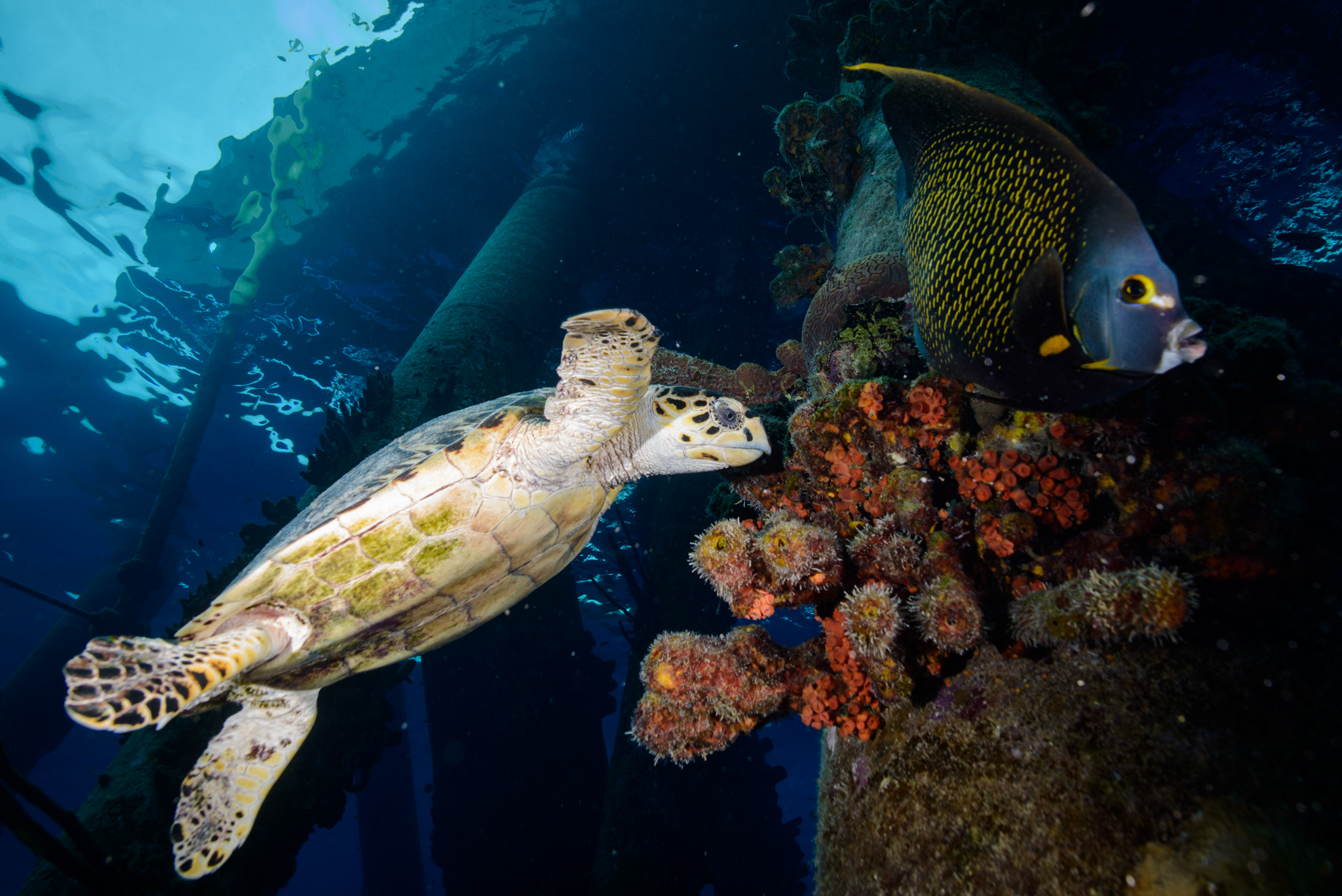 Hawksbill Turtle