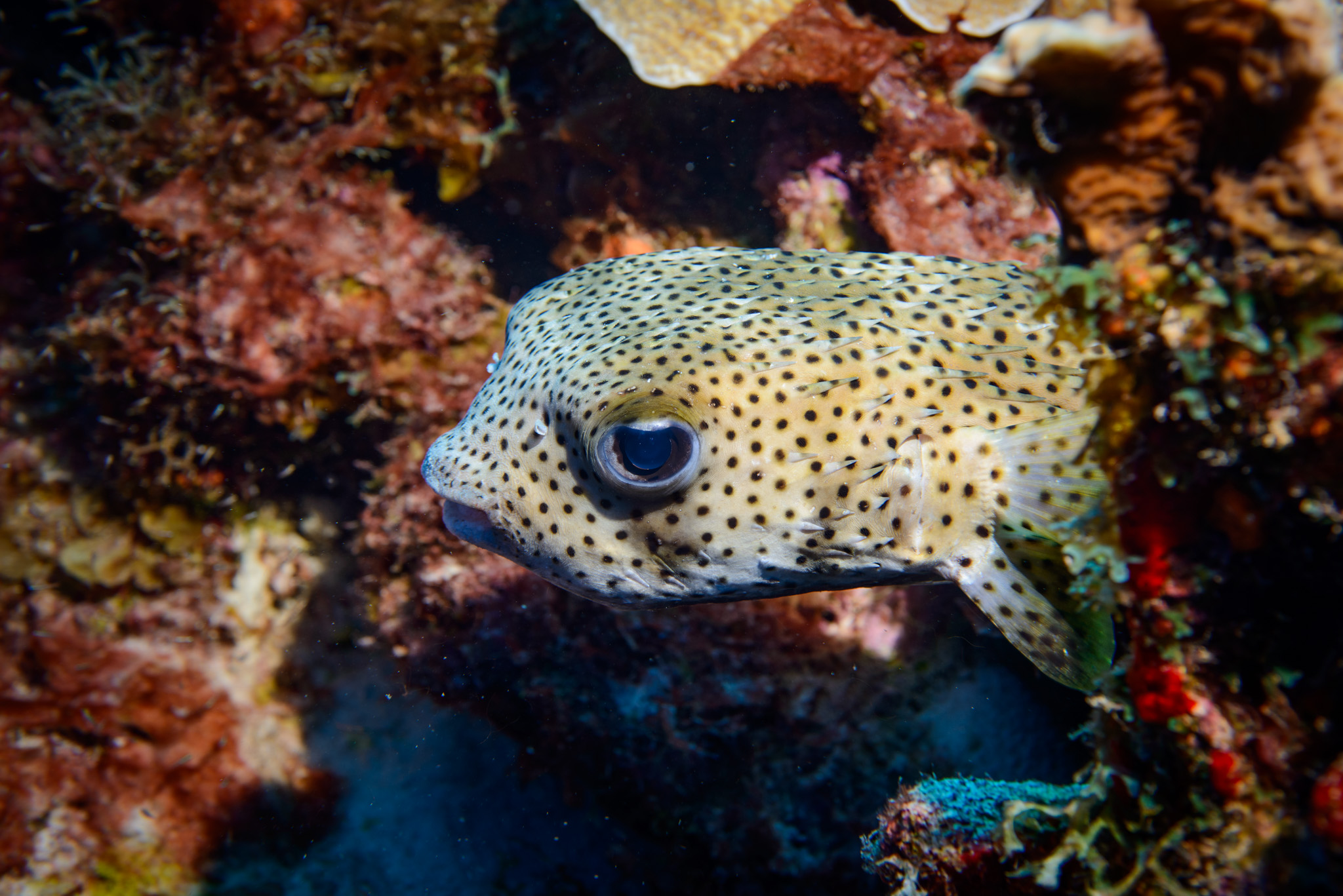 Porcupinefish