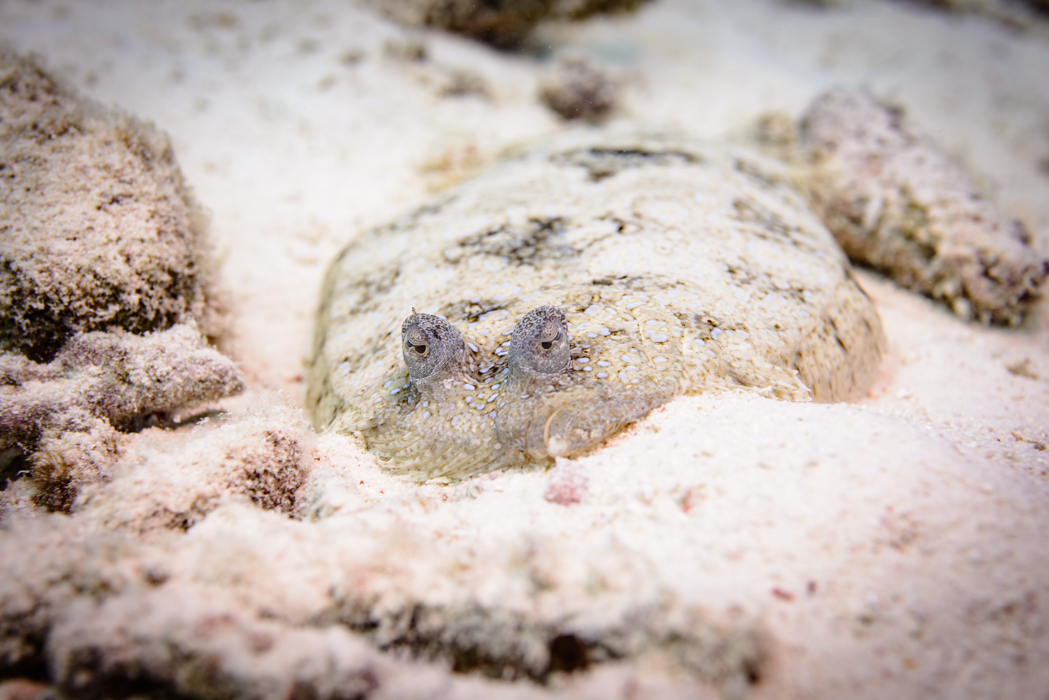Channel Flounder