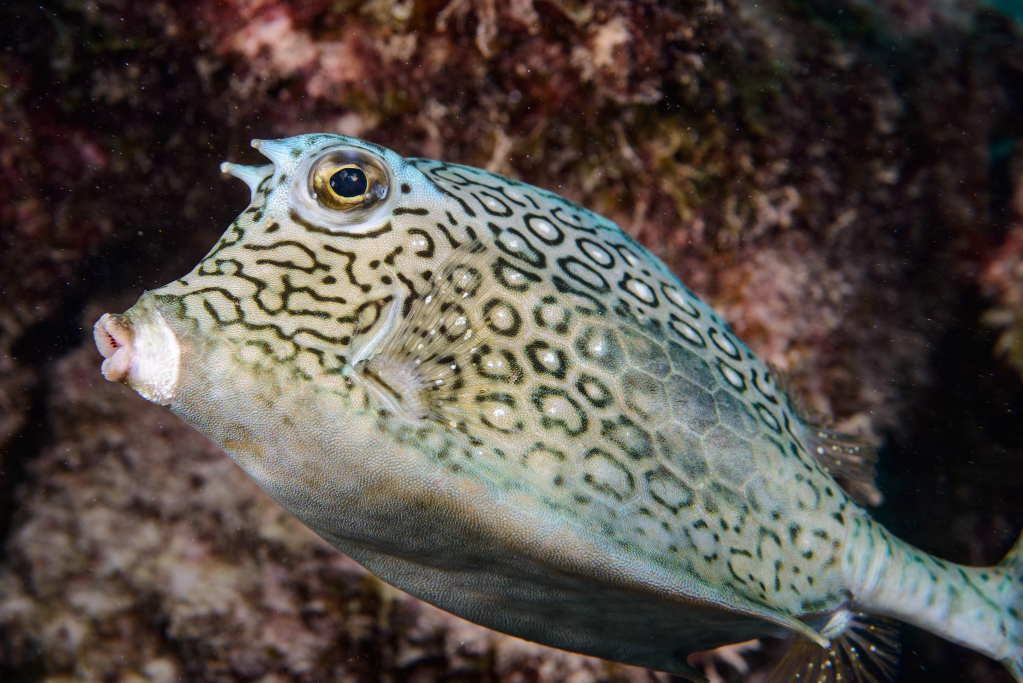 Honeycomb Cowfish