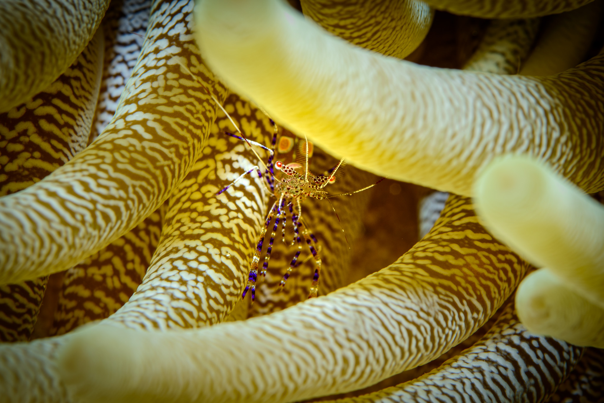 Spotted Cleaner Shrimp
