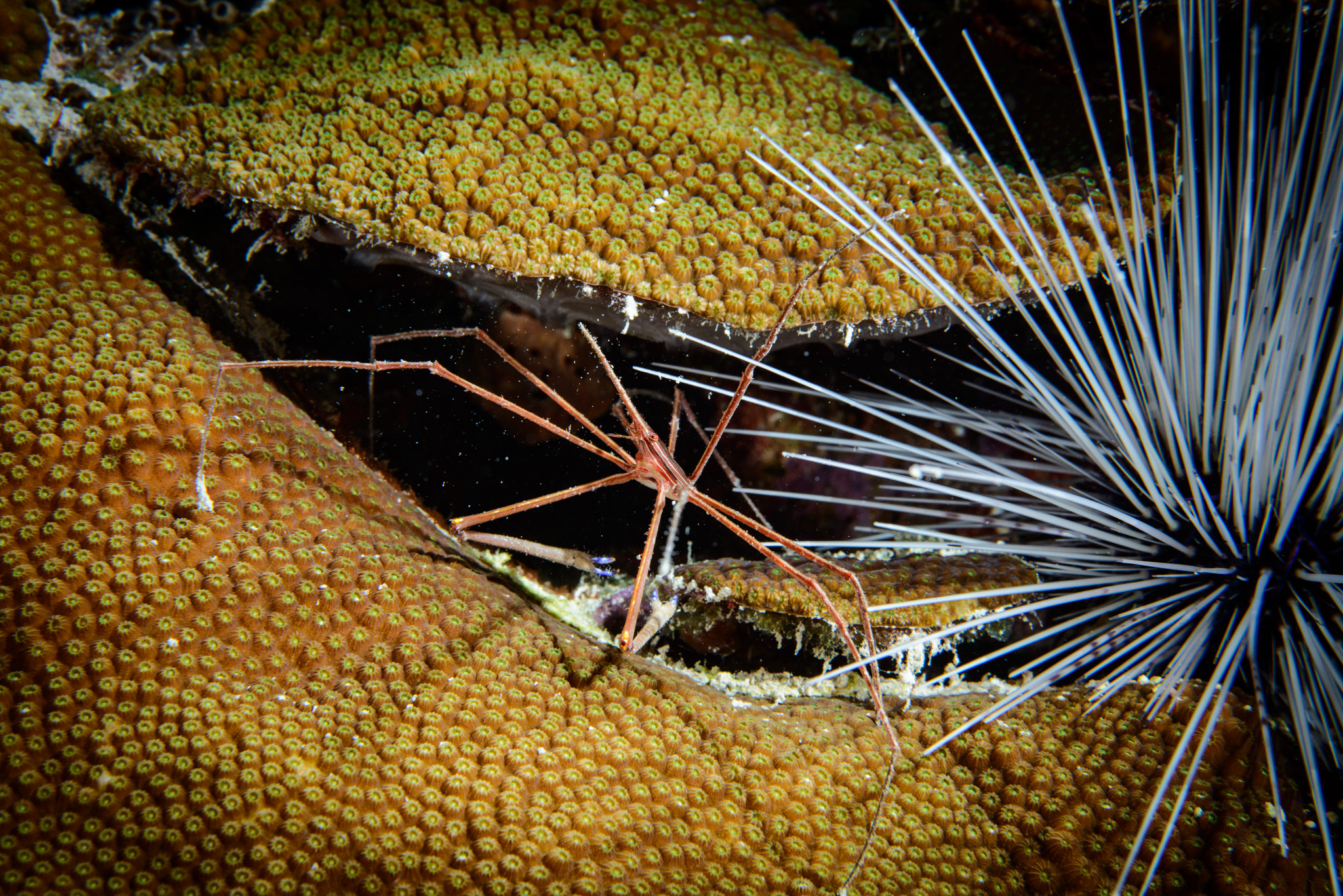 Arrowcrab
