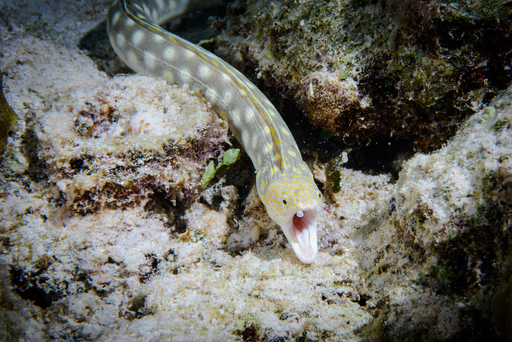 White Spotted Eel