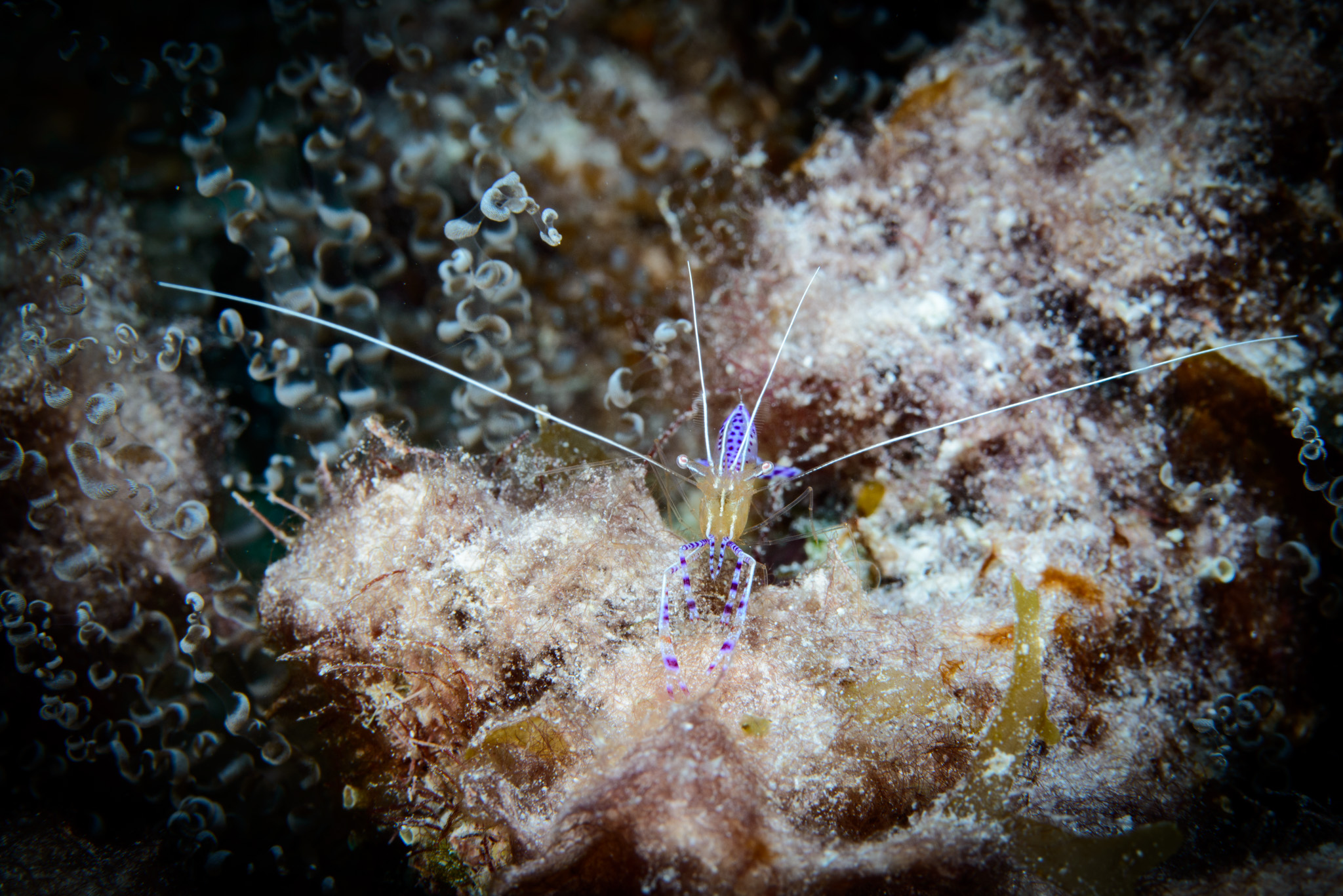 Pederson Cleaner Shrimp
