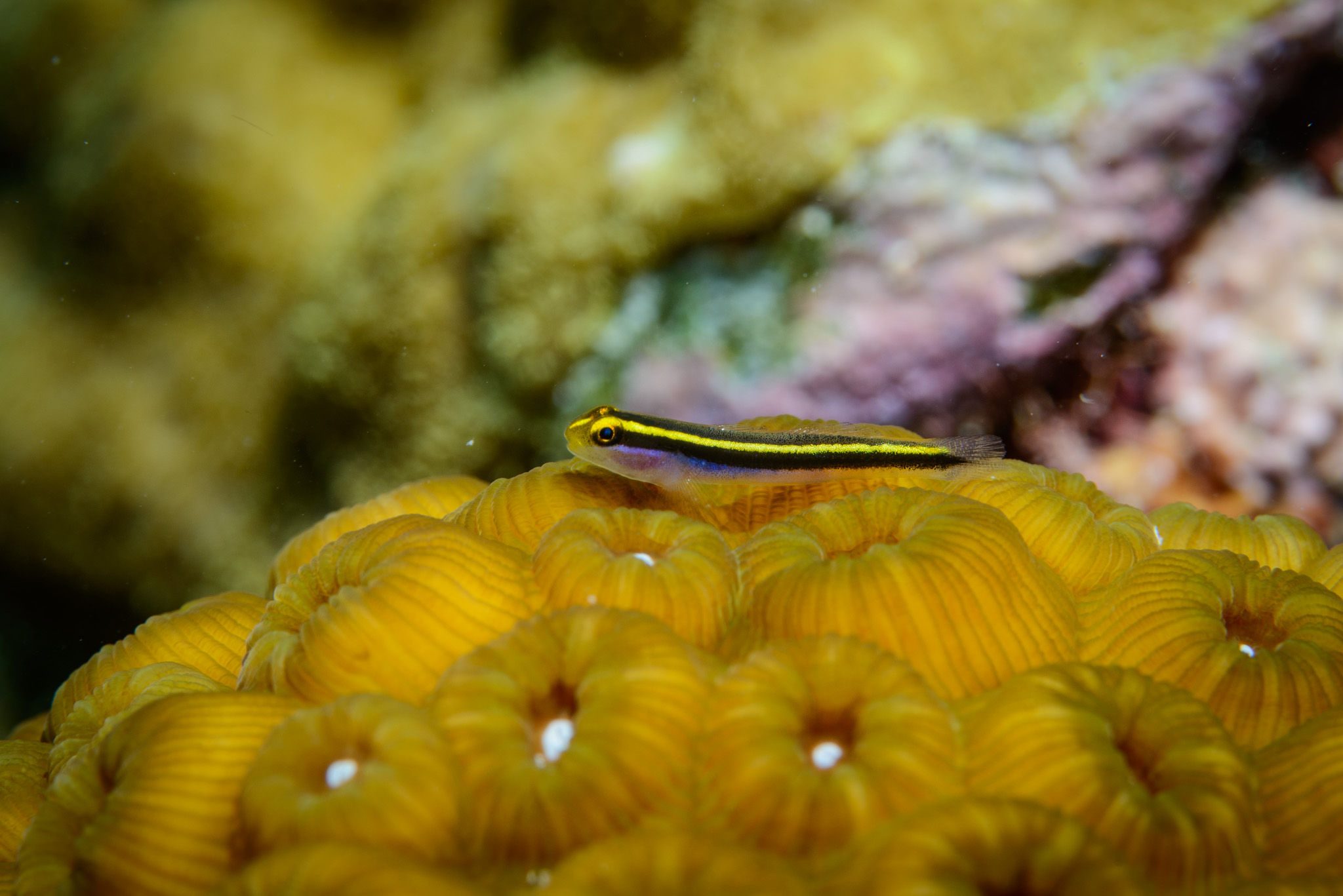 Yellownose Goby