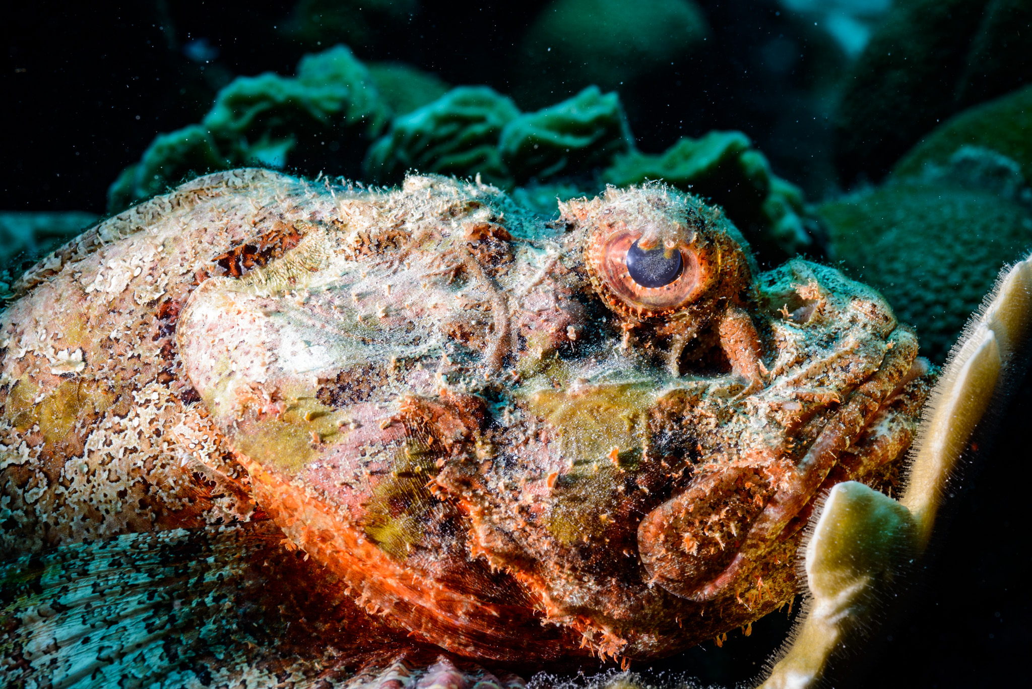 Mushroom Scorpionfish