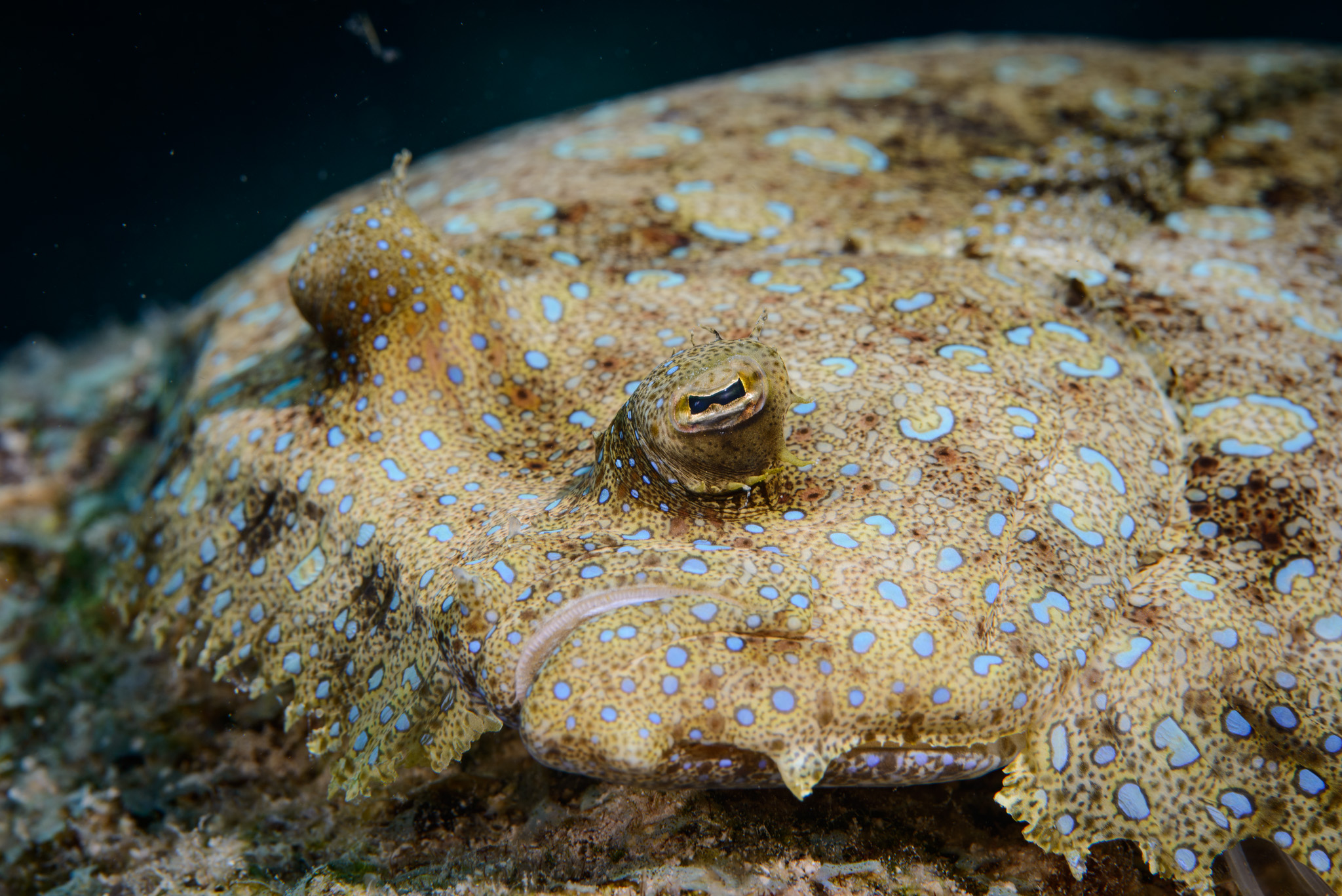Peacock Flounder
