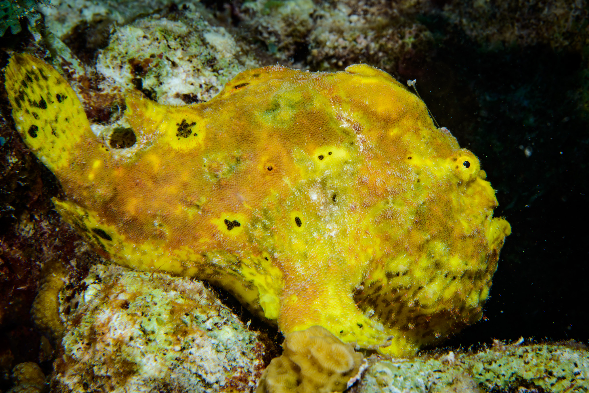Frogfish