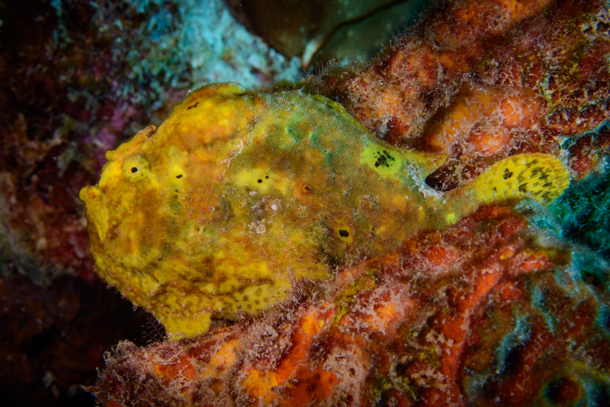 Frogfish