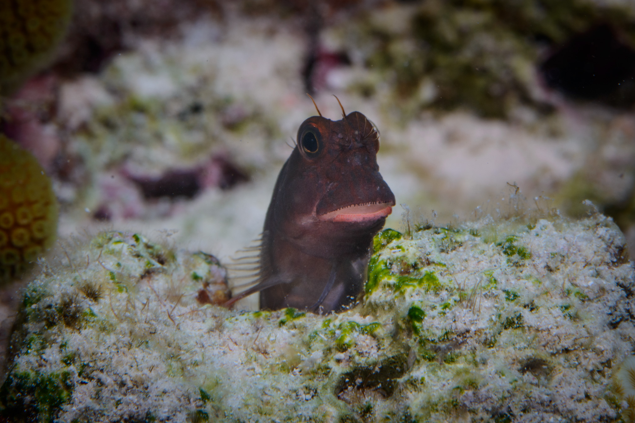 Redlip Blenny