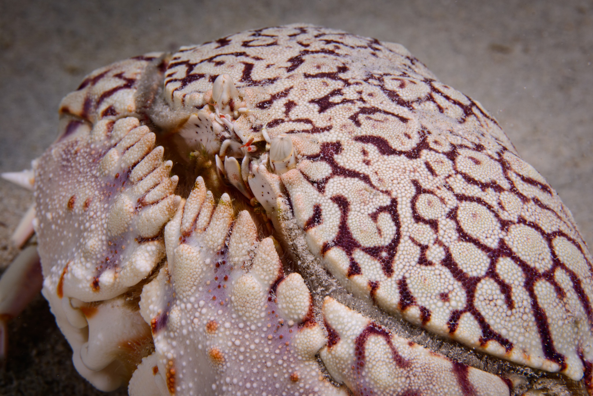 Flame Box Crab