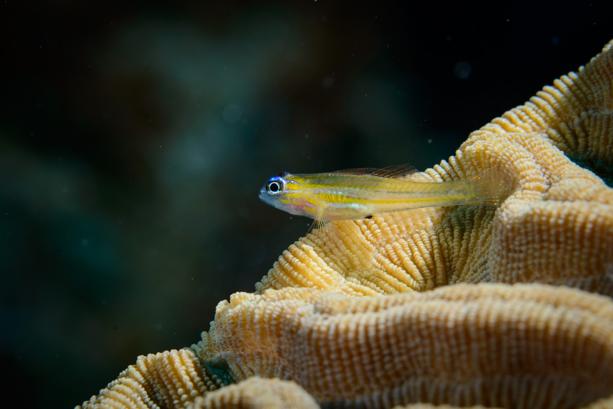 Peppermint Goby