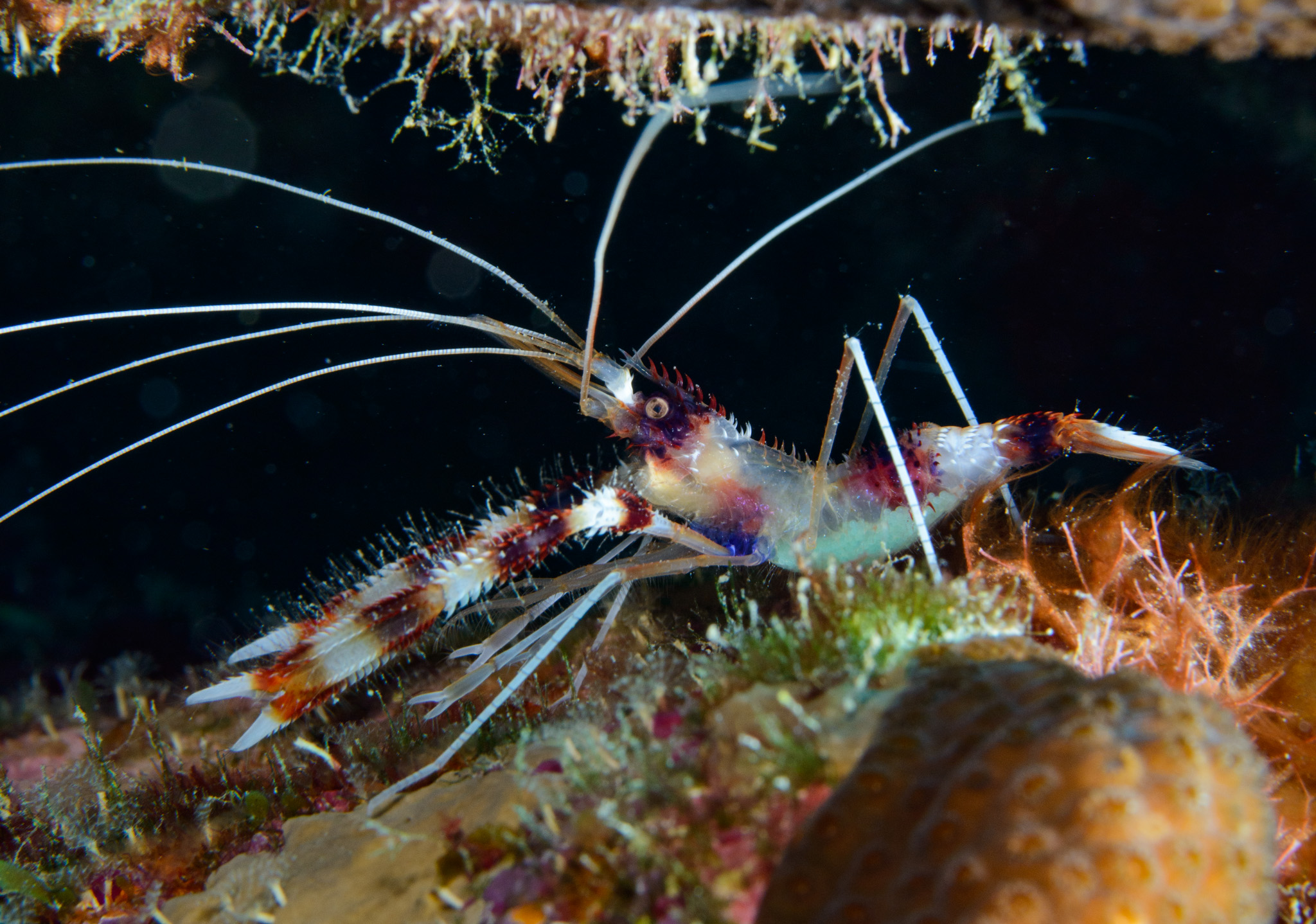 Banded Coral Shrimp