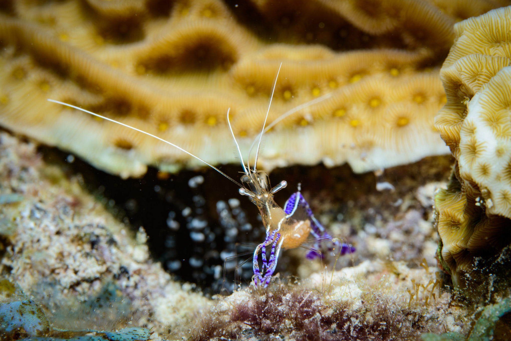 Pederson Cleaner Shrimp