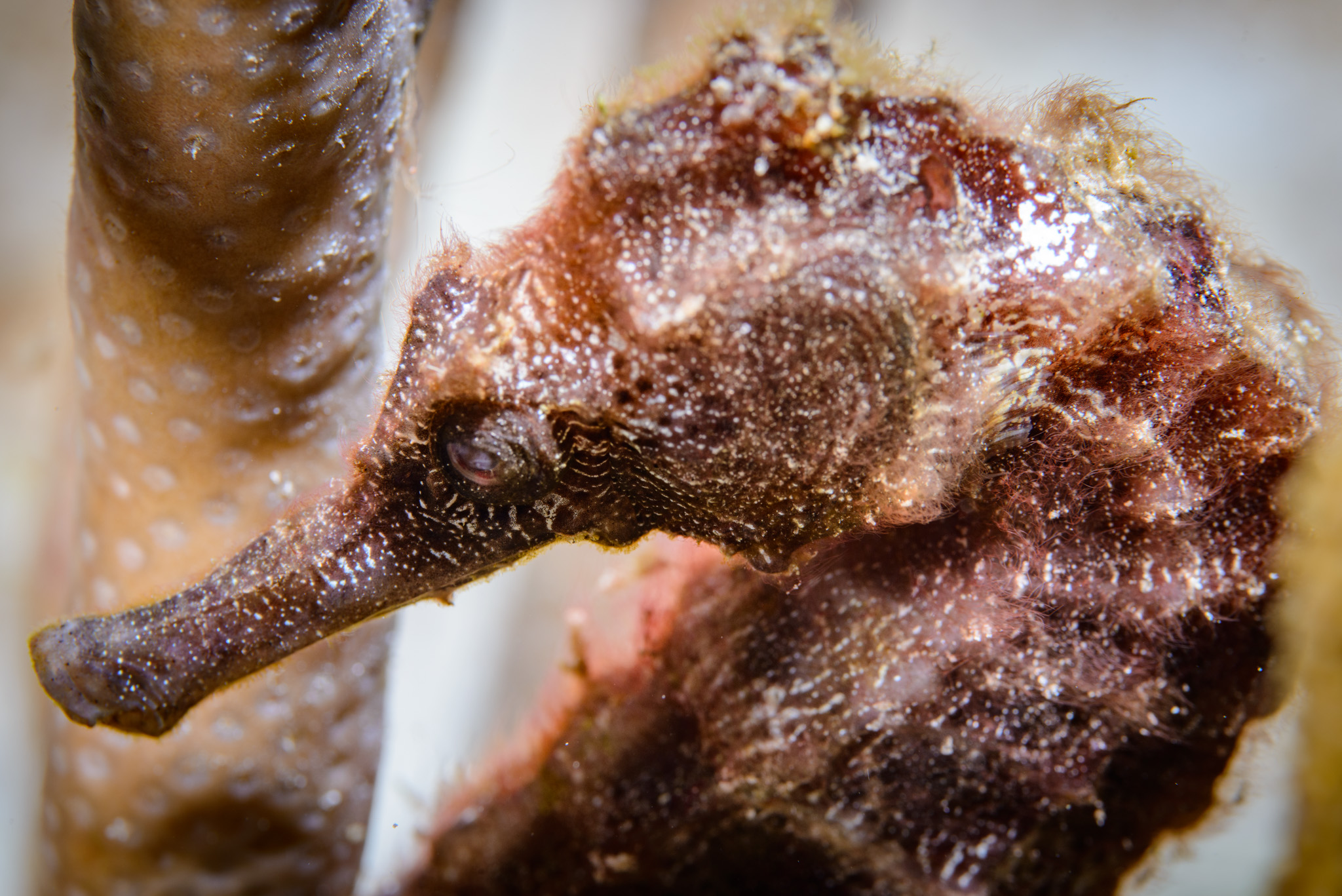 Longsnout Seahorse