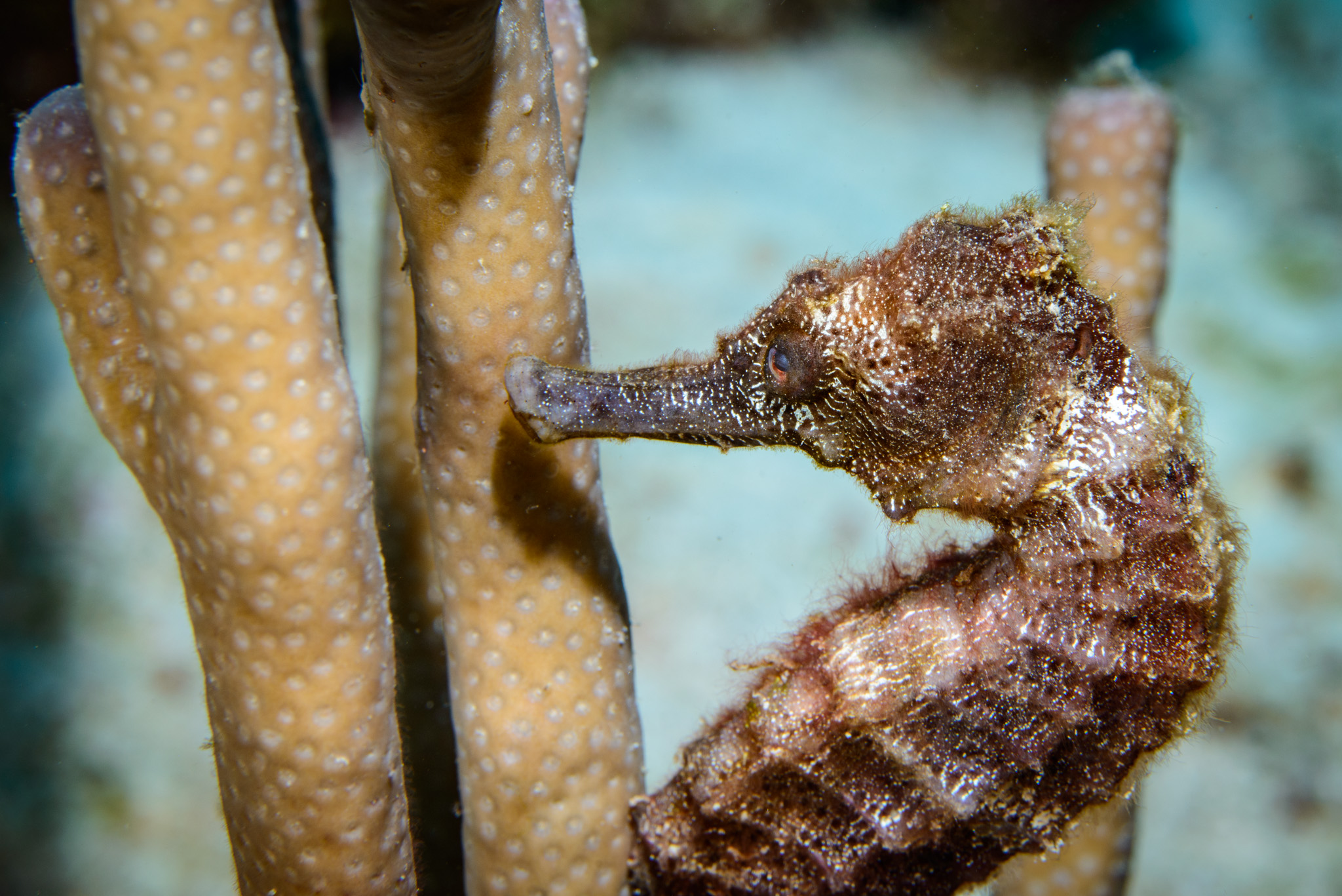 Longsnout Seahorse