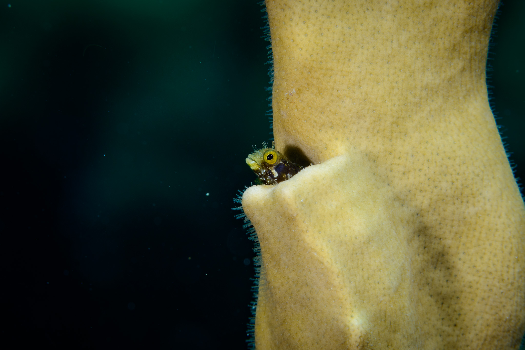 Spinyhead Blenny