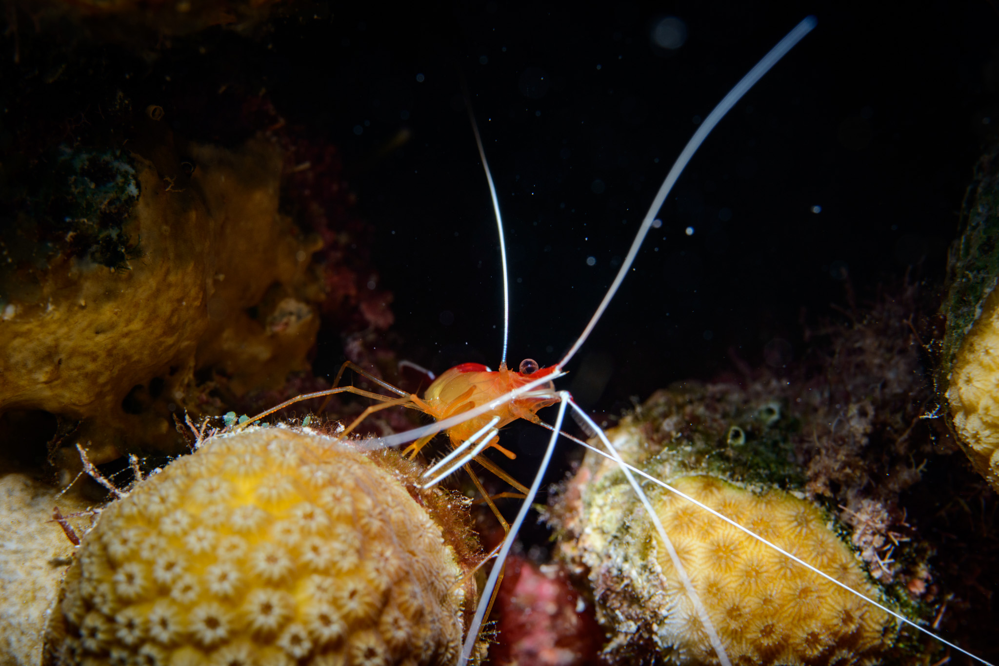 Scarlet-Striped Cleaning Shrimp