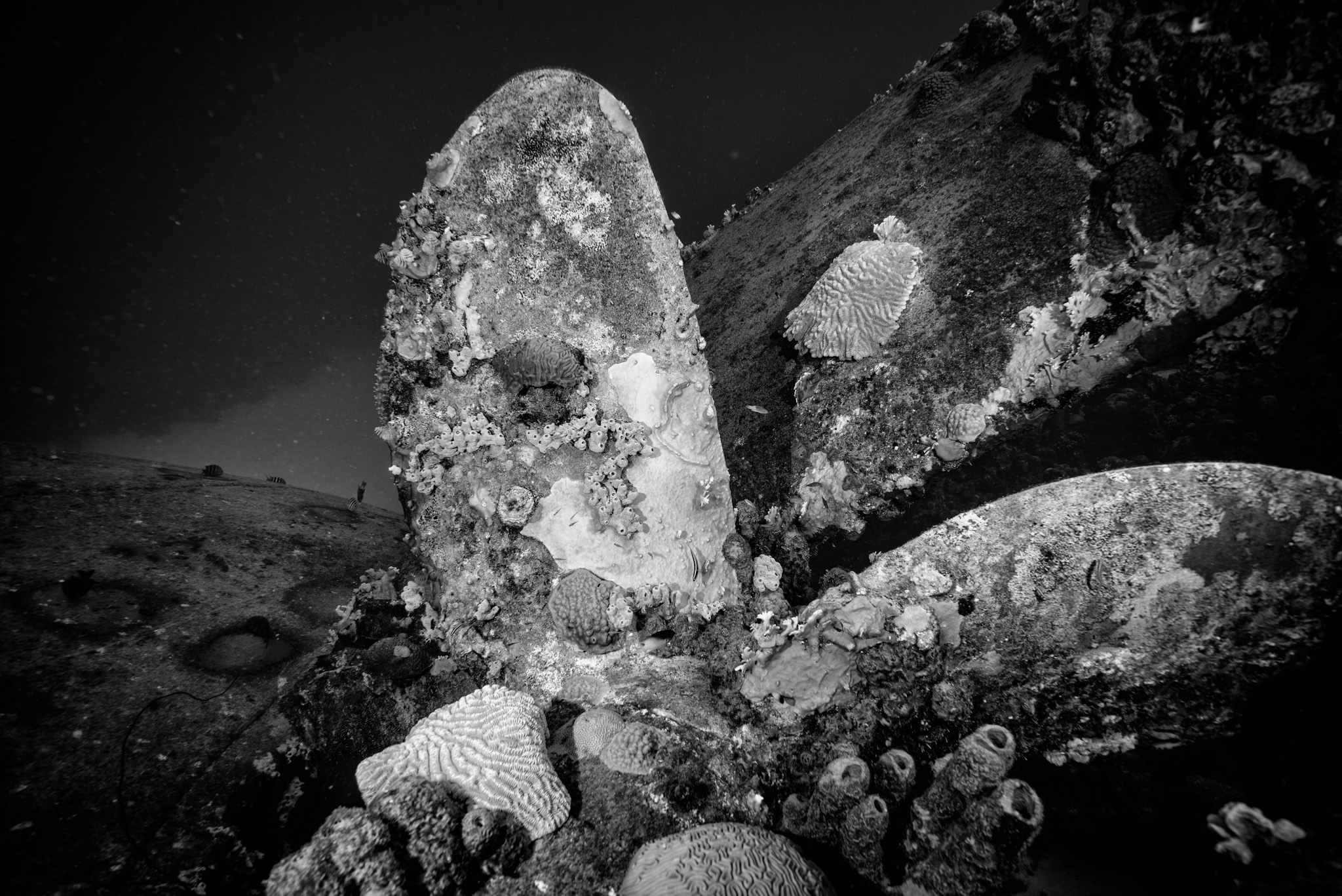 Hilma Hooker Wreck