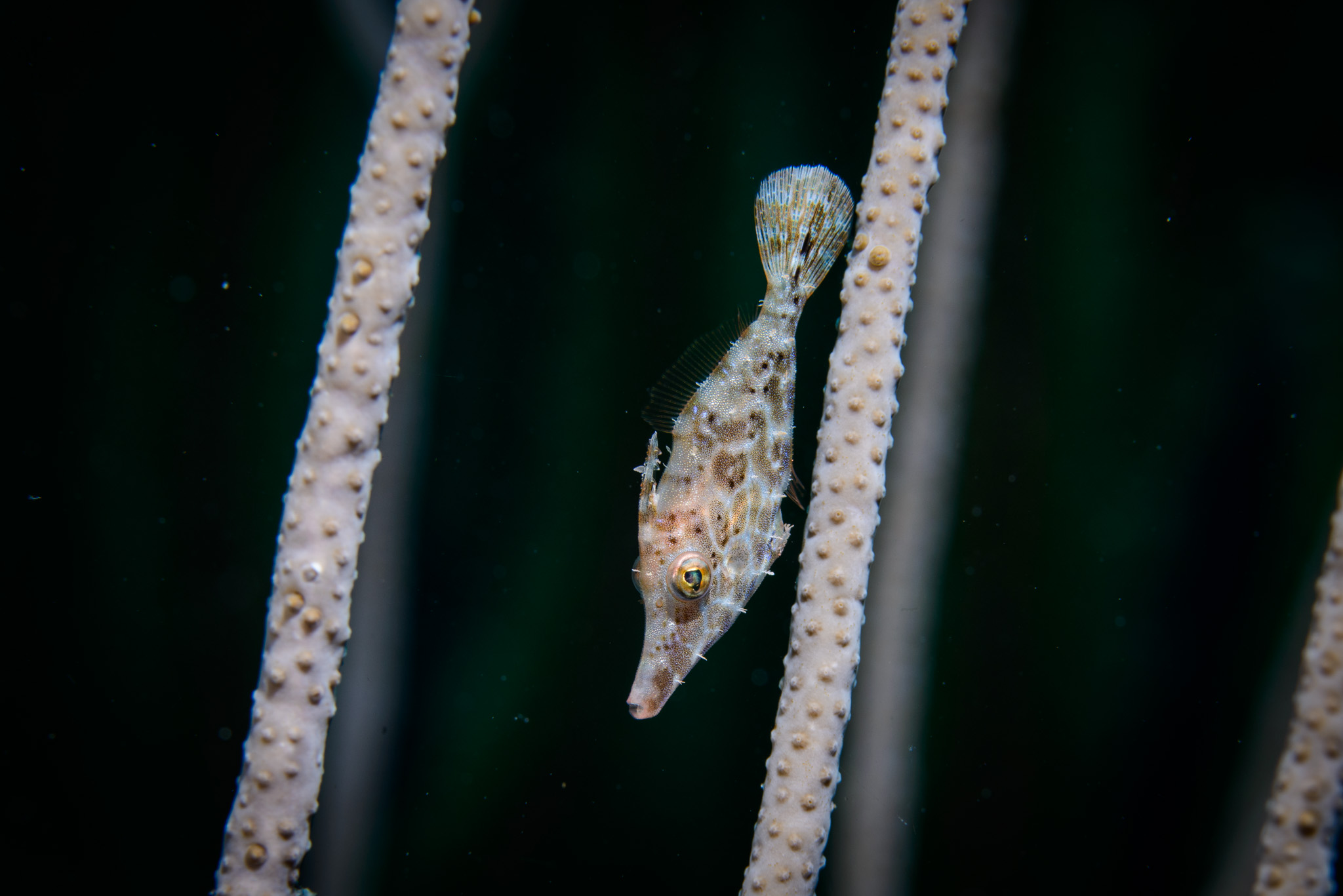 Slender Filefish