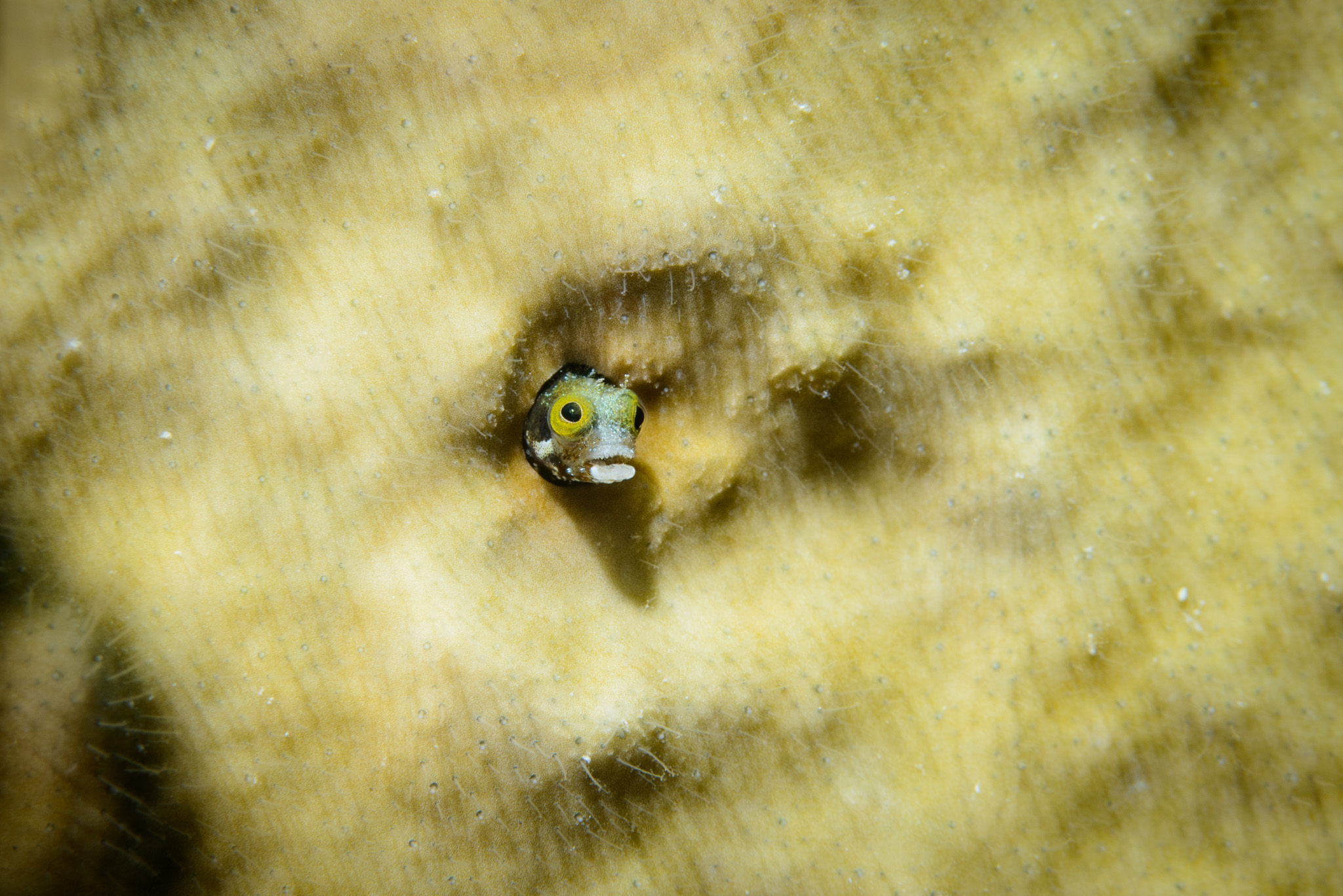 Spinyhead Blenny