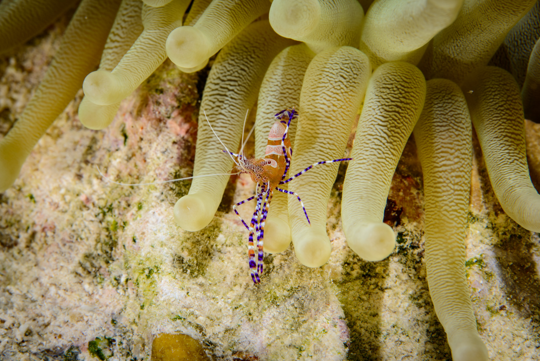Spotted Cleaner Shrimp