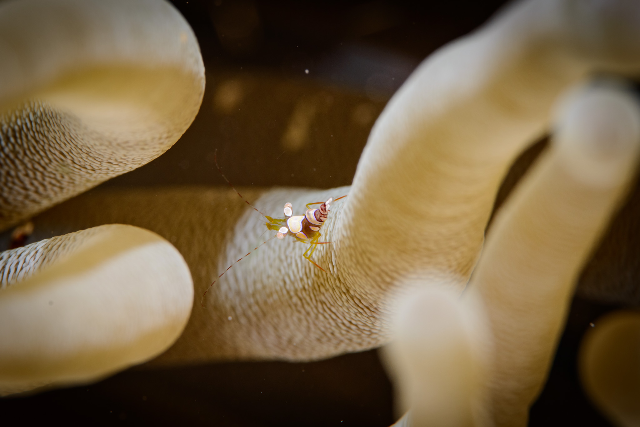 Squat Anemone Shrimp