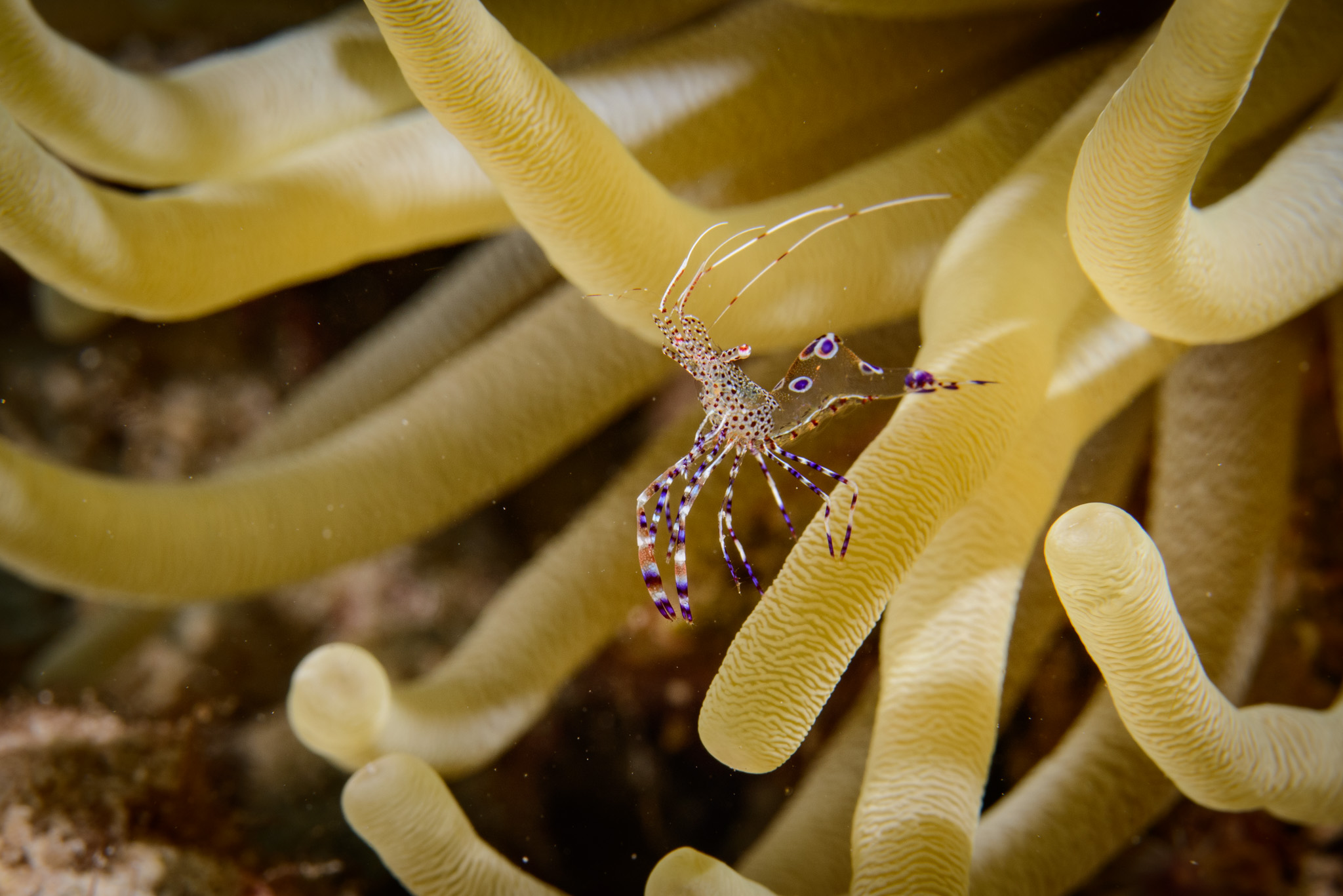 Spotted Cleaner Shrimp