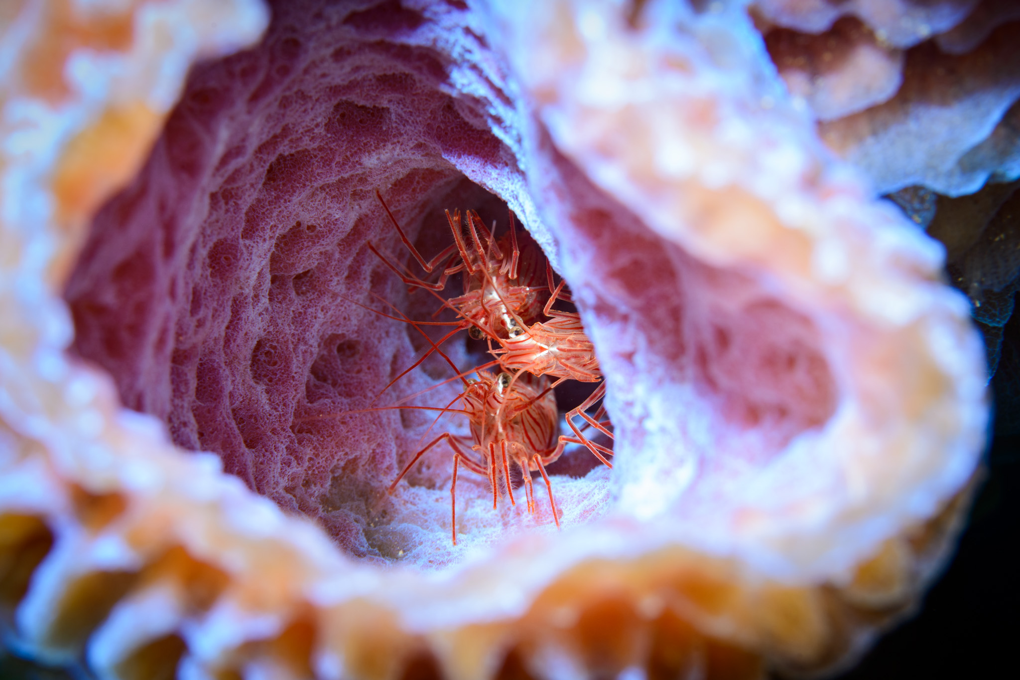 Scarlet-Striped Cleaning Shrimp