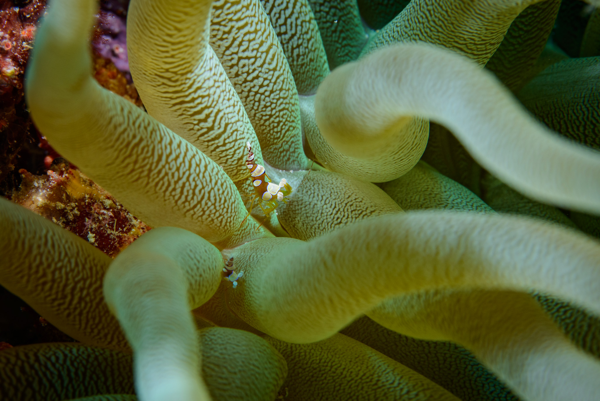 Squat Anemone Shrimp
