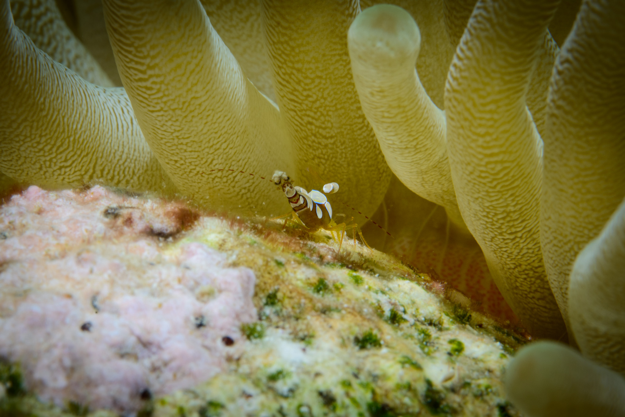 Squat Anemone Shrimp