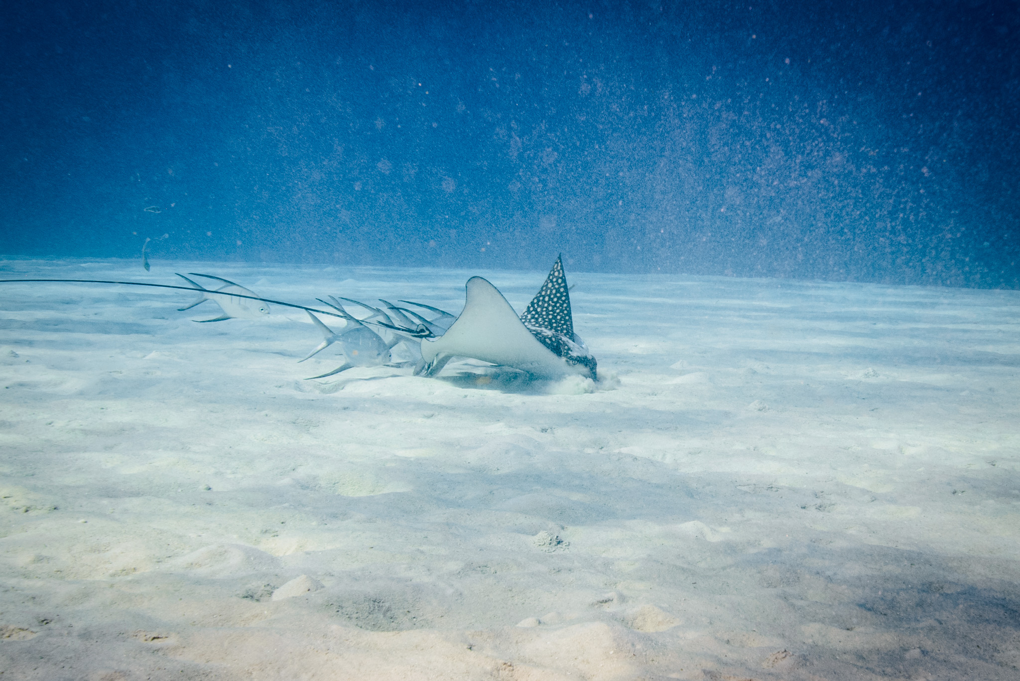 Eagle Ray