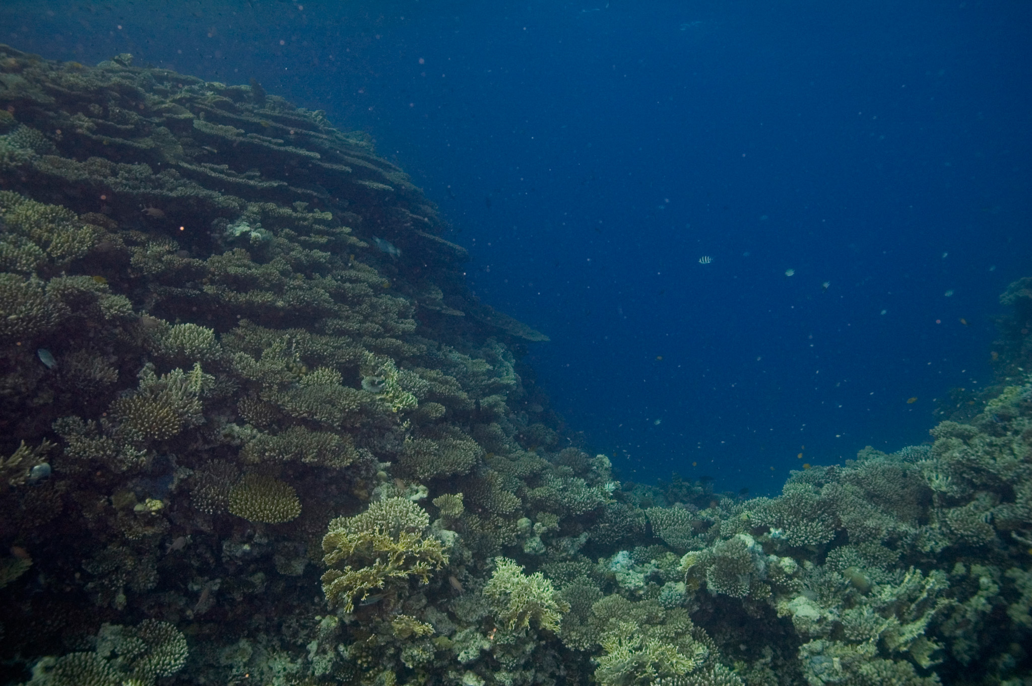 Table Corals