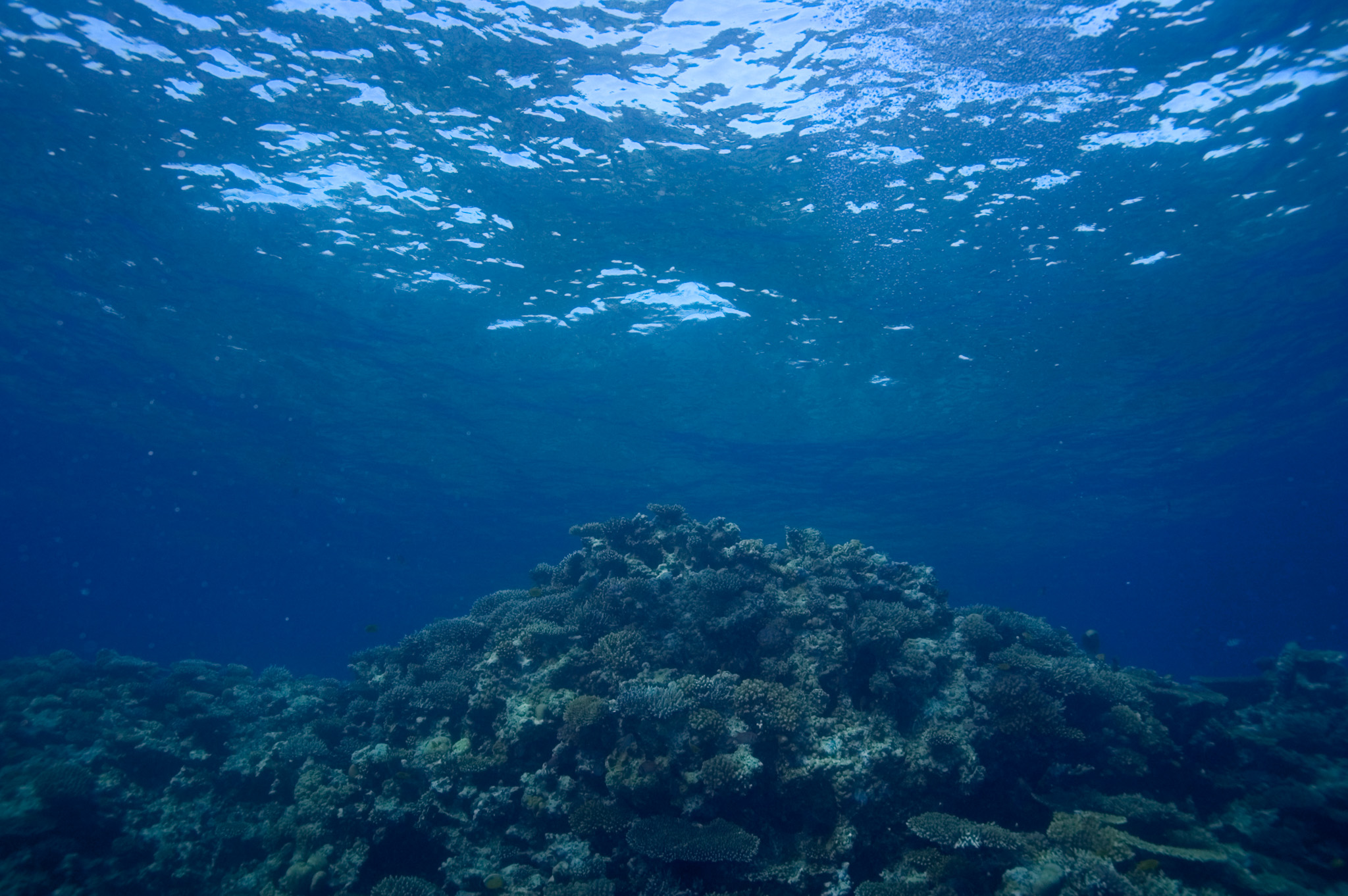 Coral