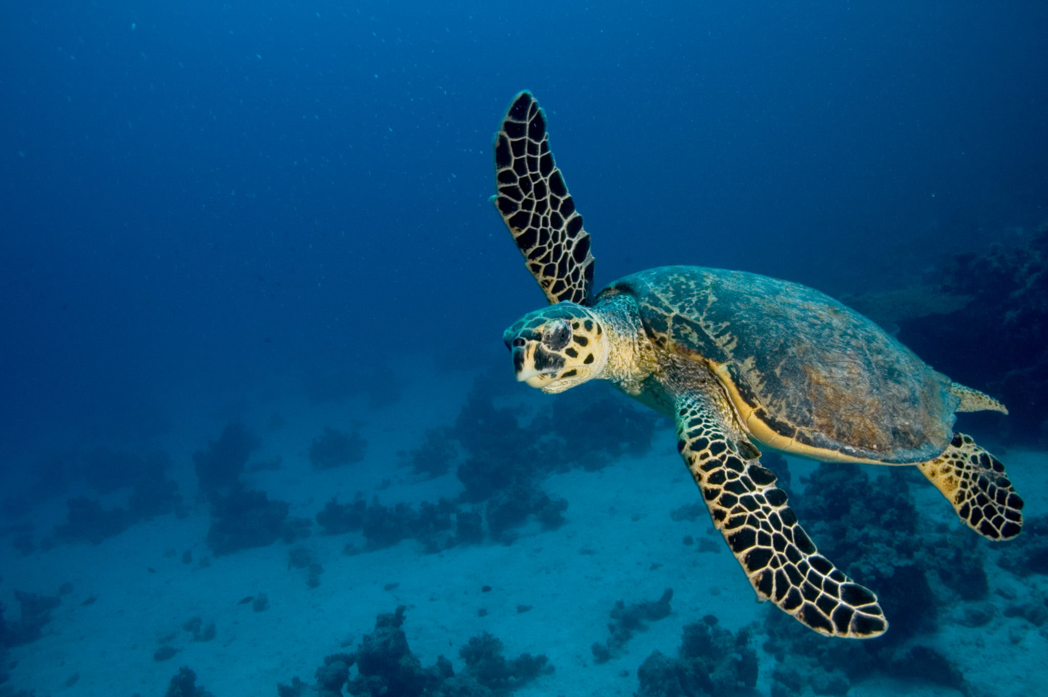 Green Sea Turtle