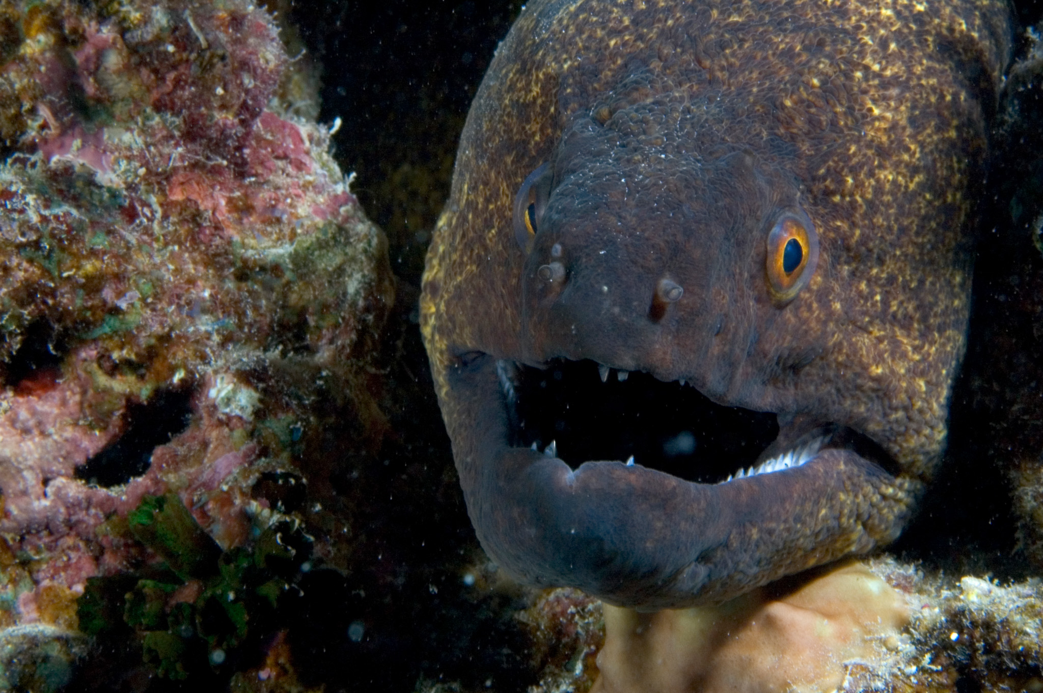 Giant Moray