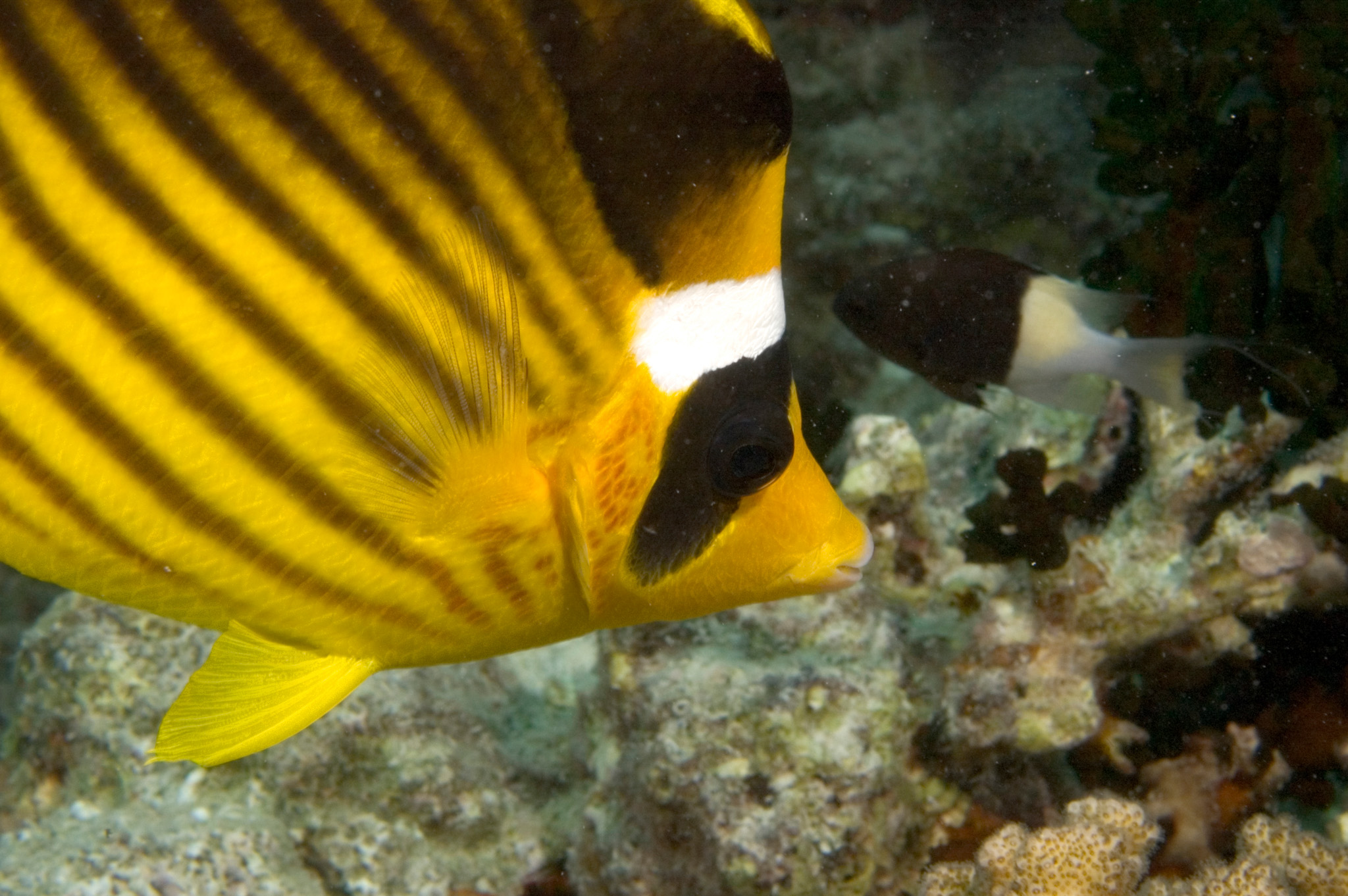 Striped Butterfly Fish