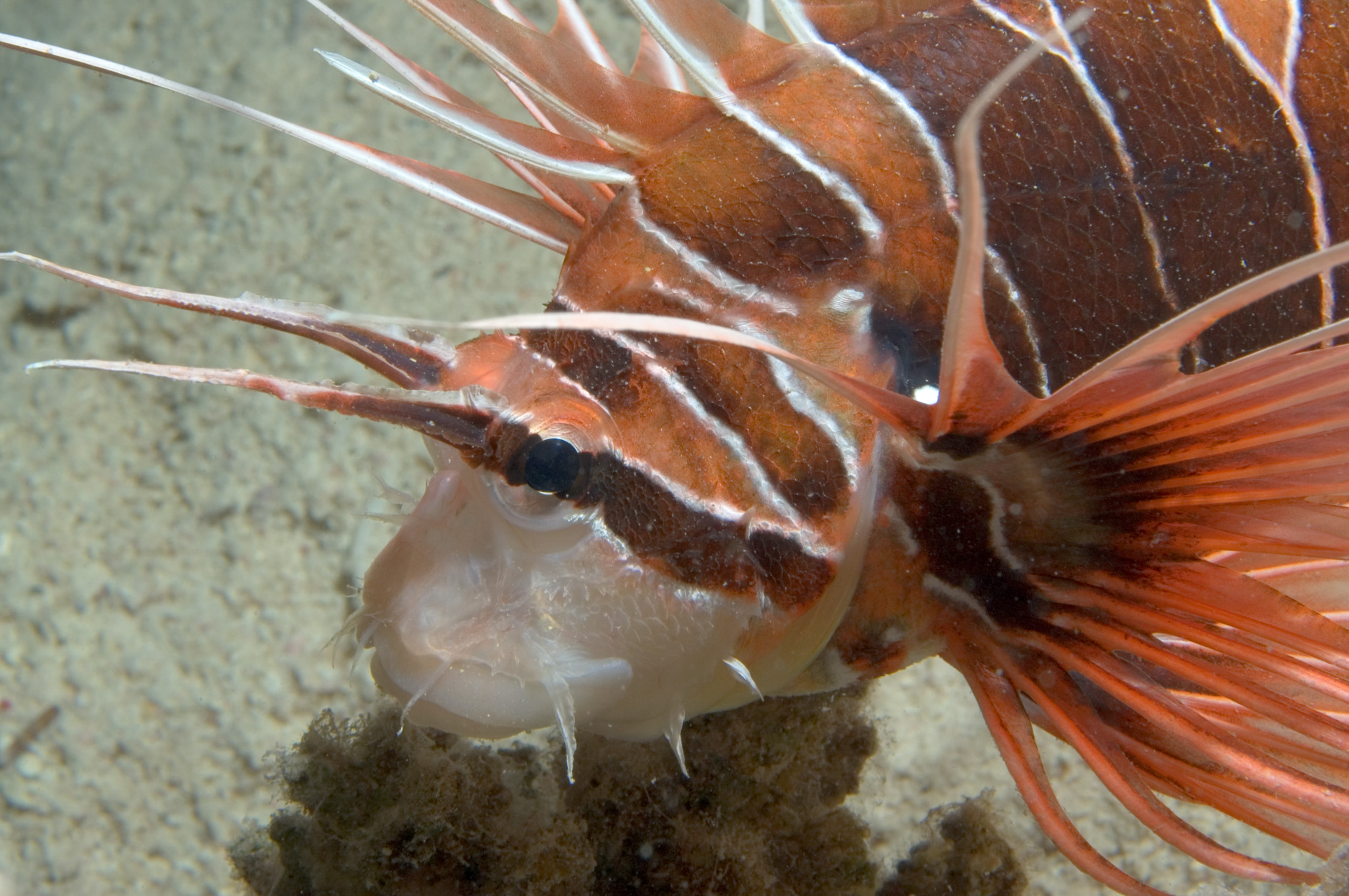 Lion Fish