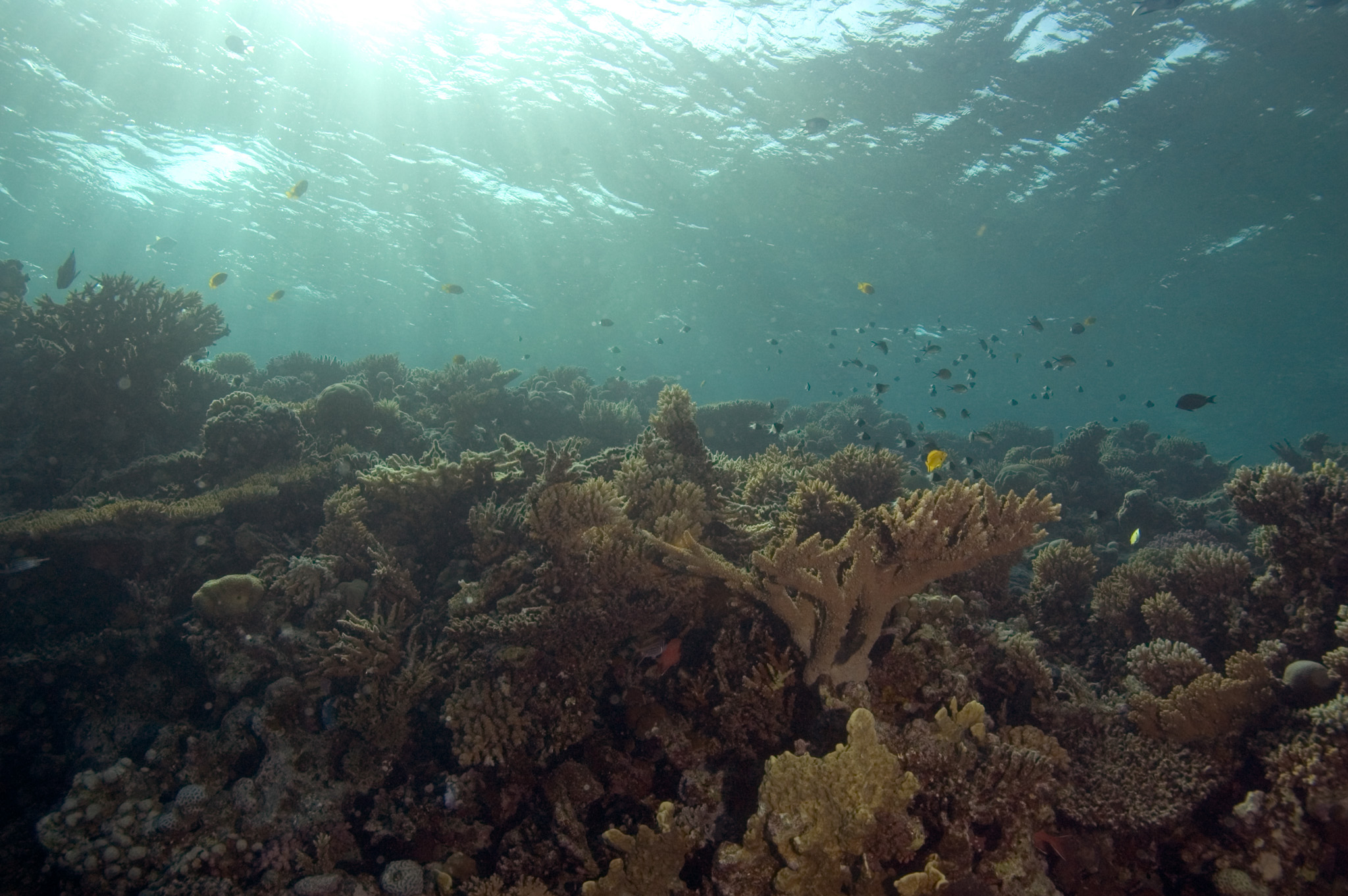 Reef