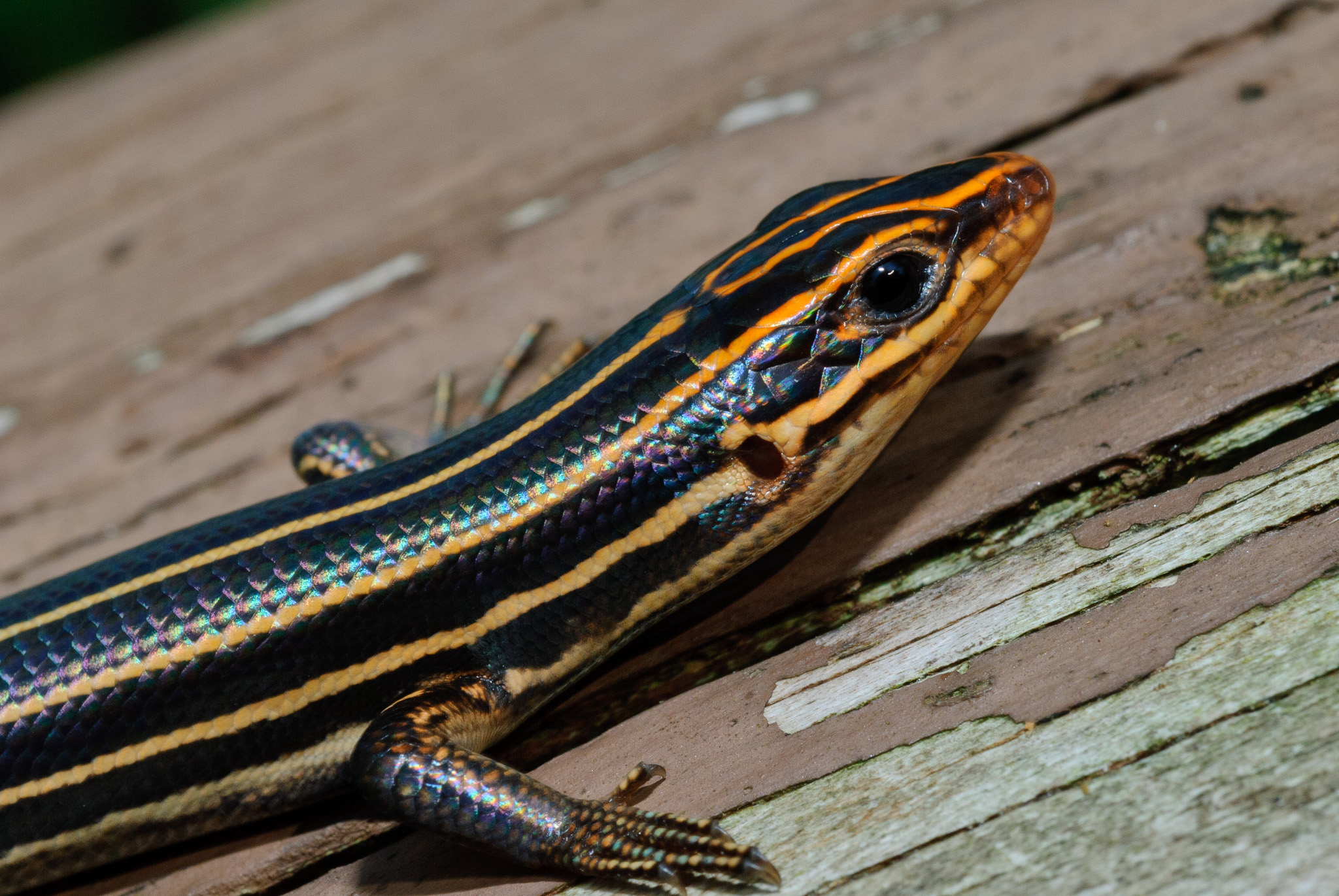 Blue Tailed Skink