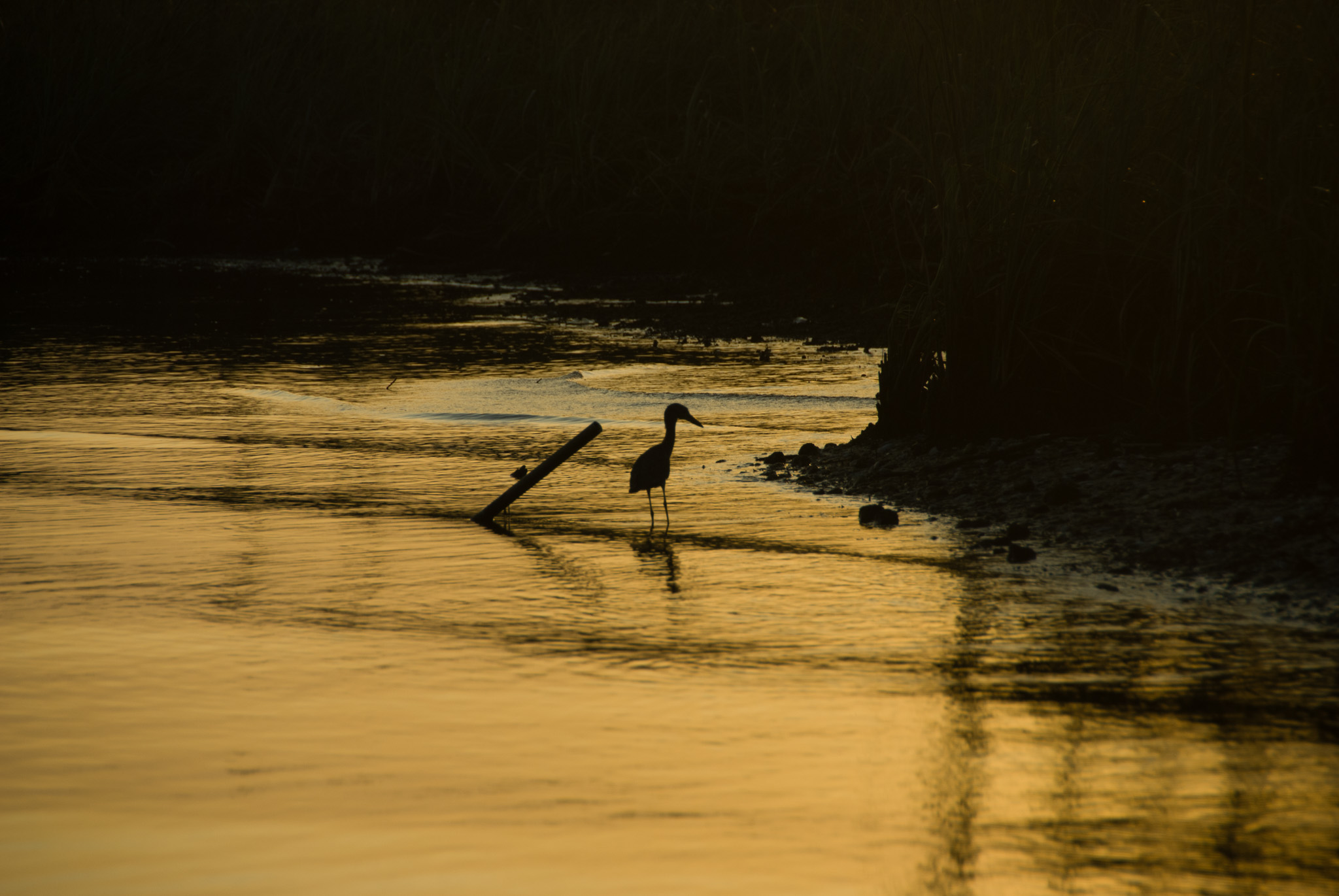 Egret