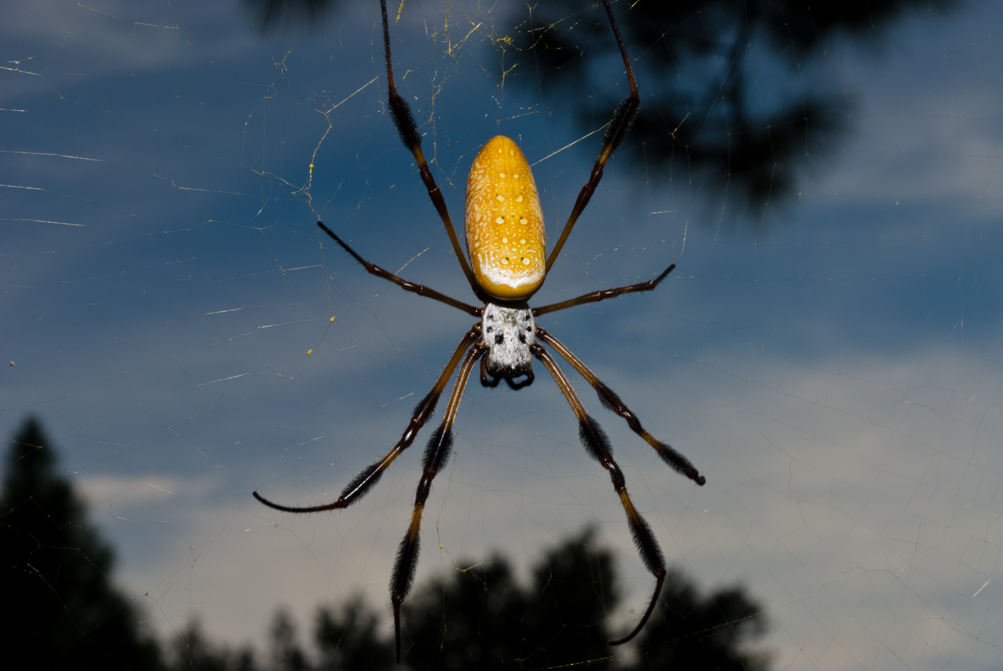Golden Silk Spider