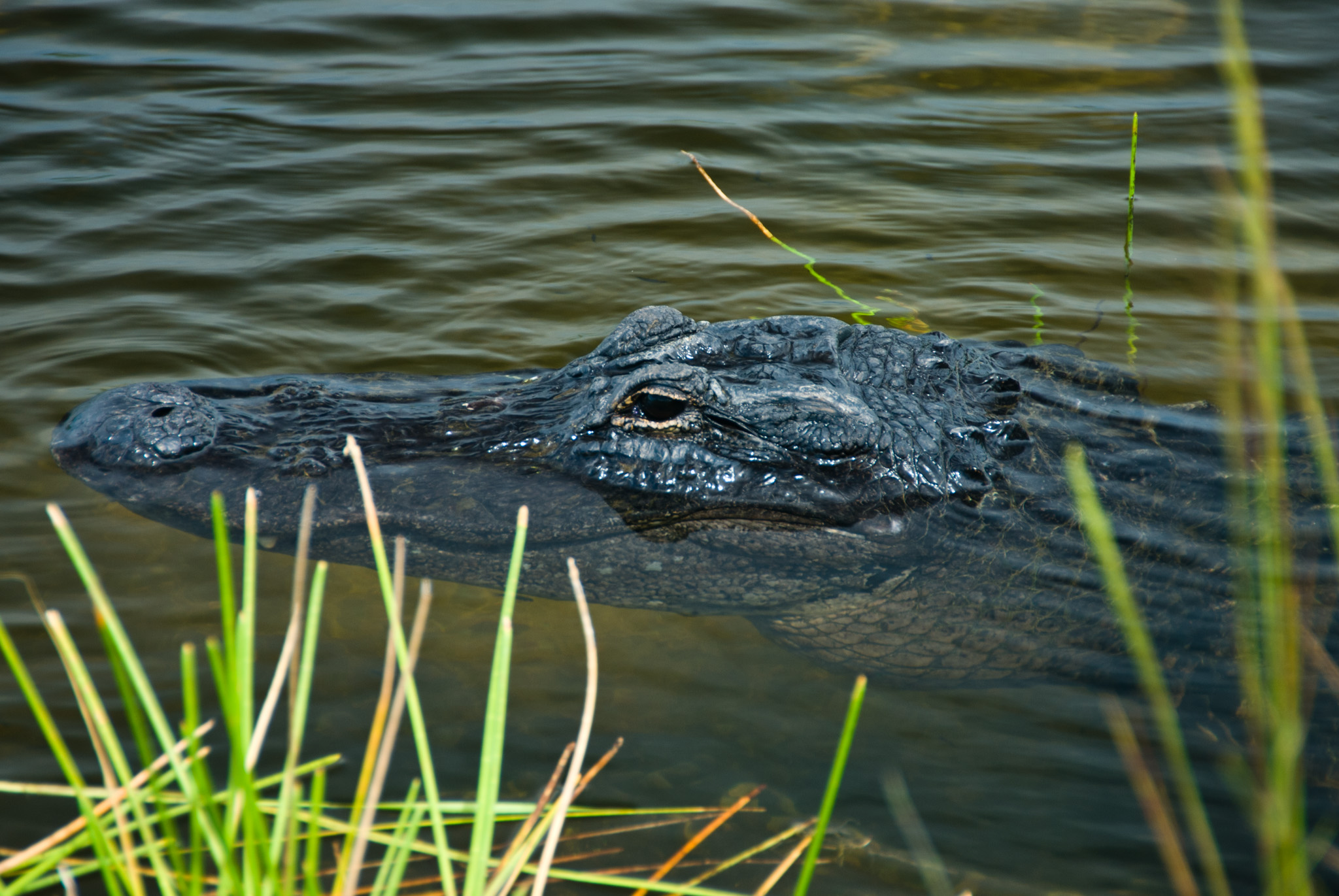 Alligator