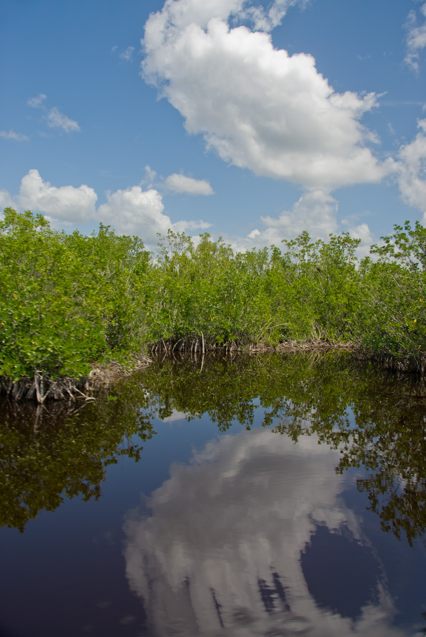 The Everglades