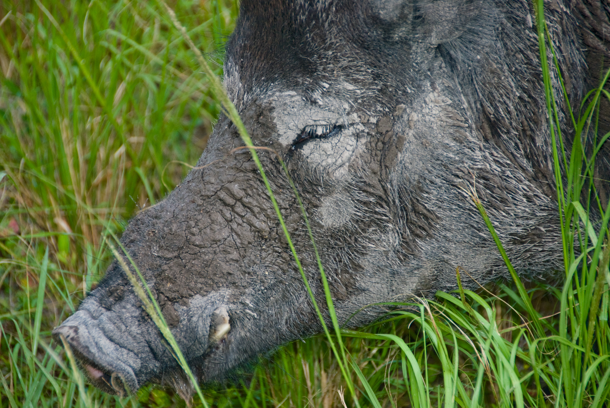 Wild Boar