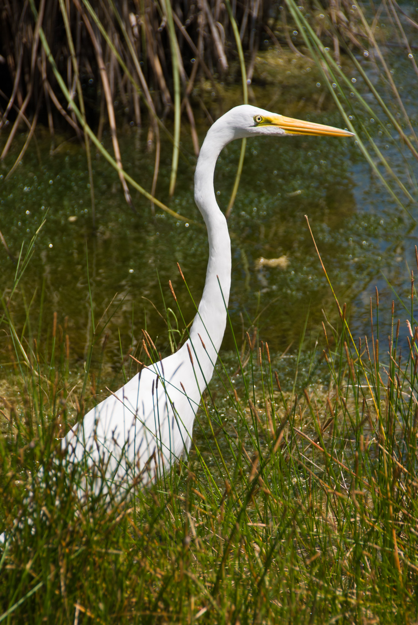 Great White Egret