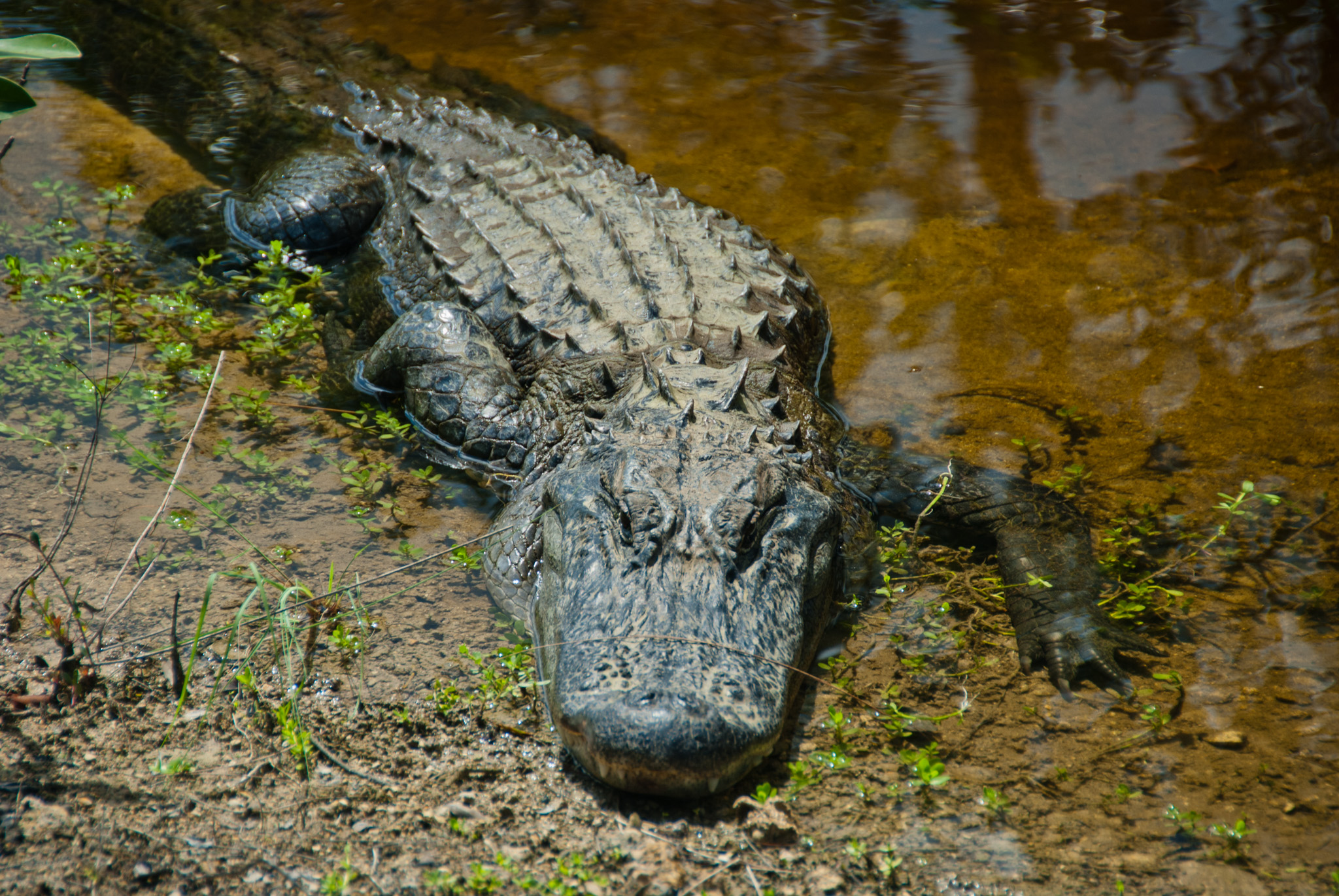 Alligator