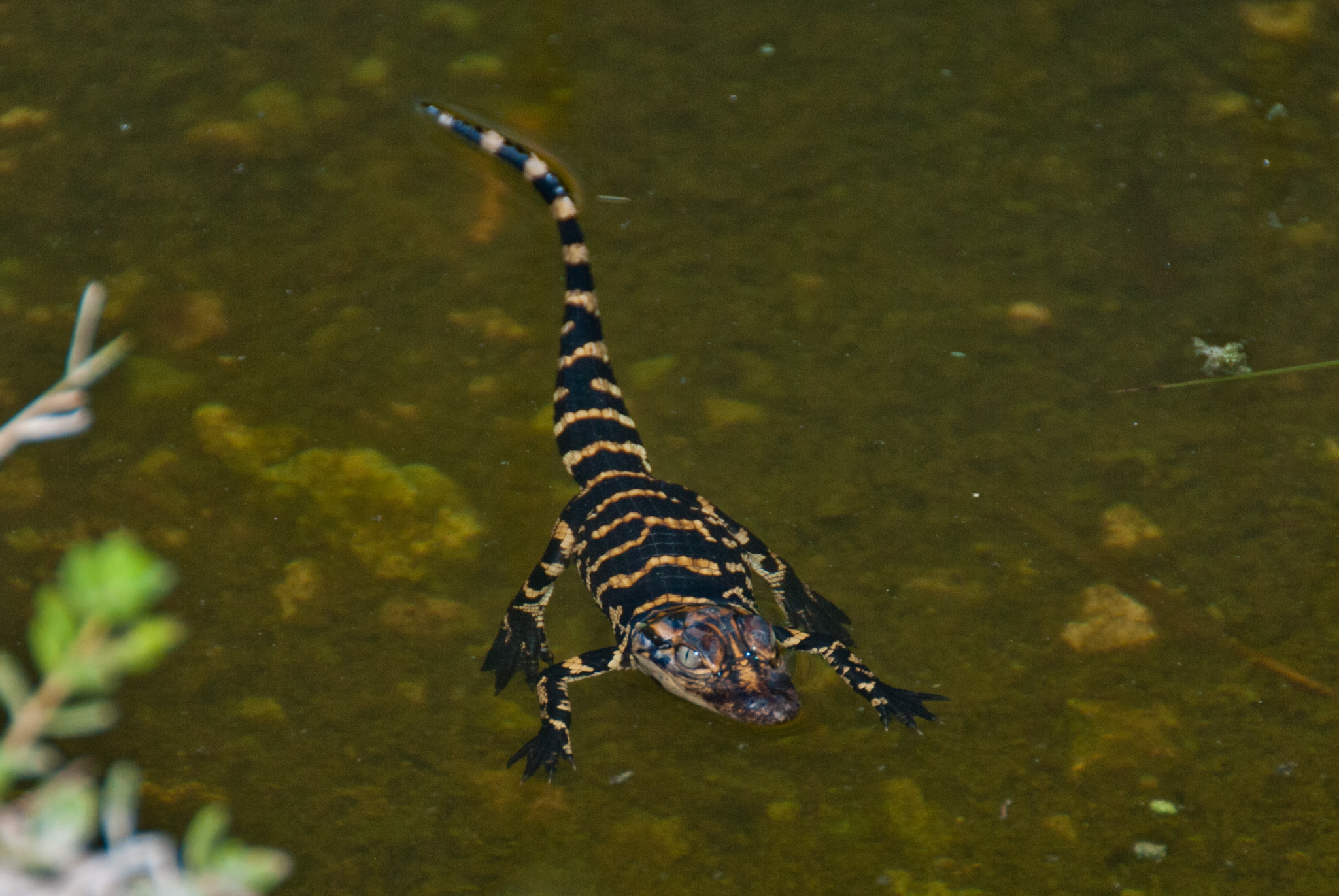 Baby Alligator