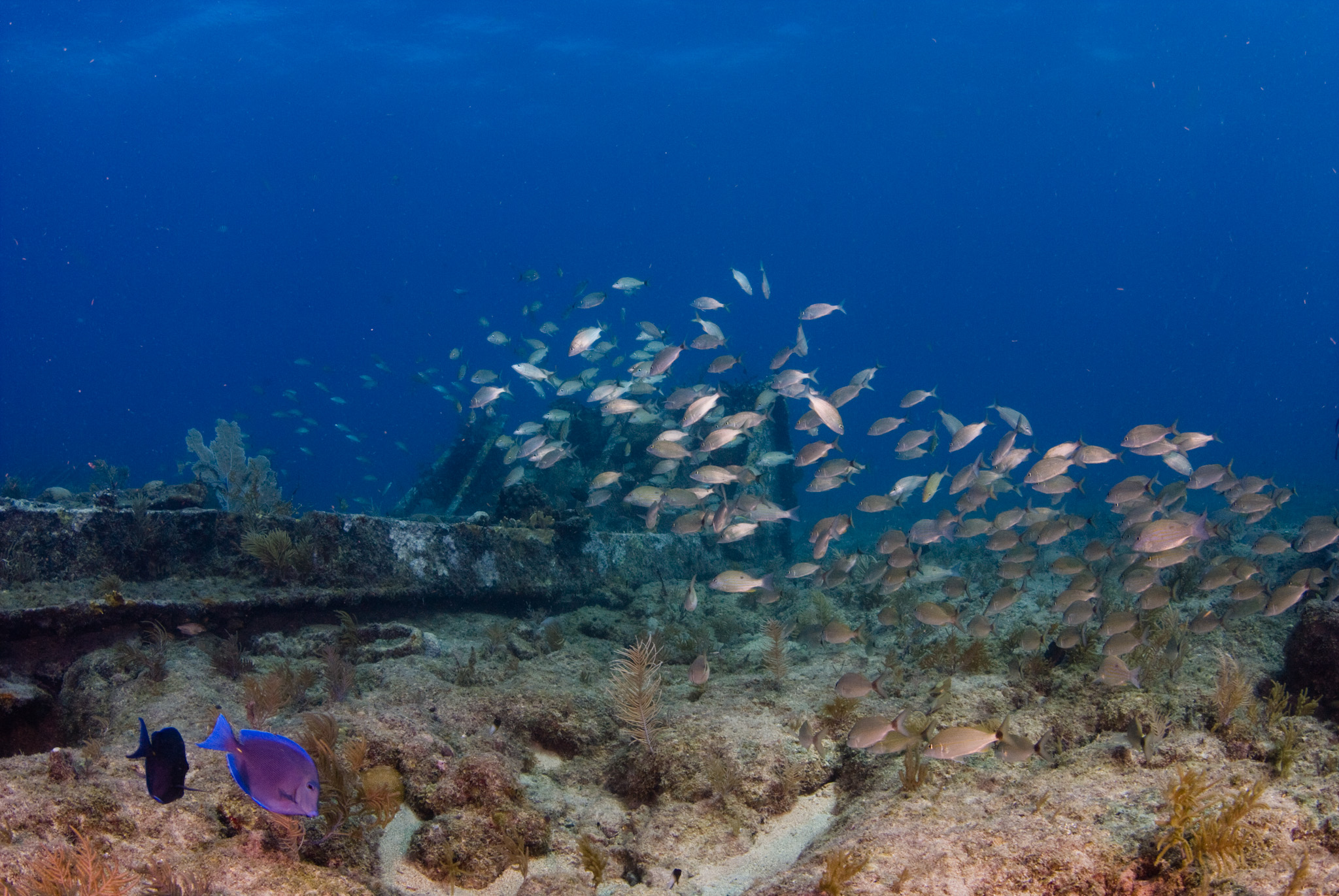 School of Snappers