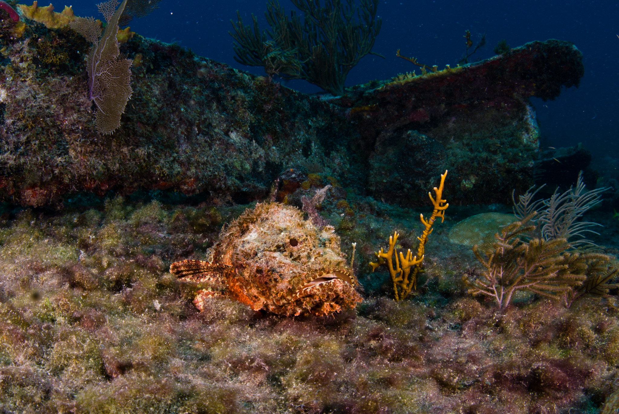Scorpion Fish